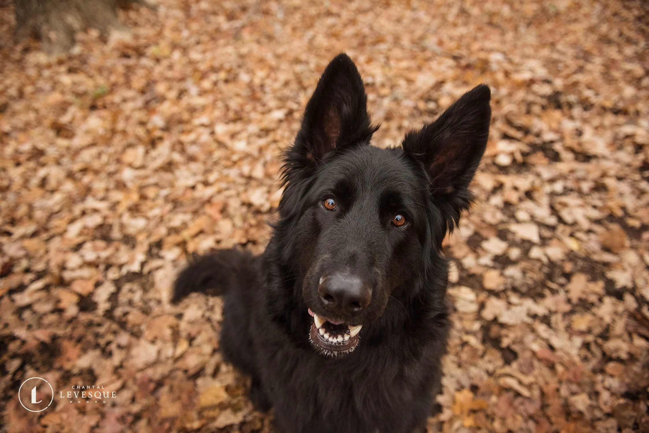 3 TRUCS POUR PHOTOGRAPHIER UN CHIEN NOIR 
