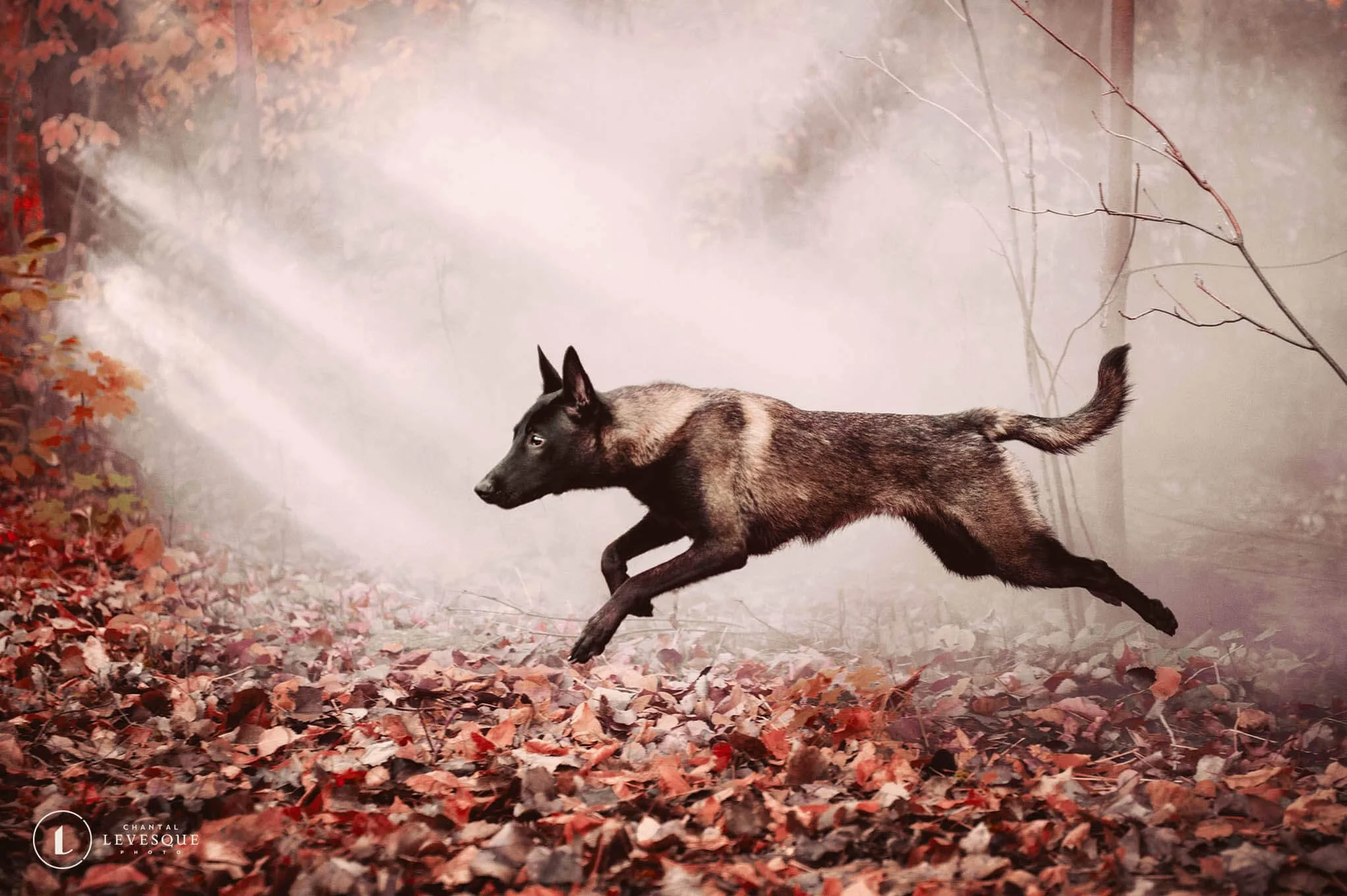 NOUVEAUTÉ 2022 - SÉANCE CRÉATIVE