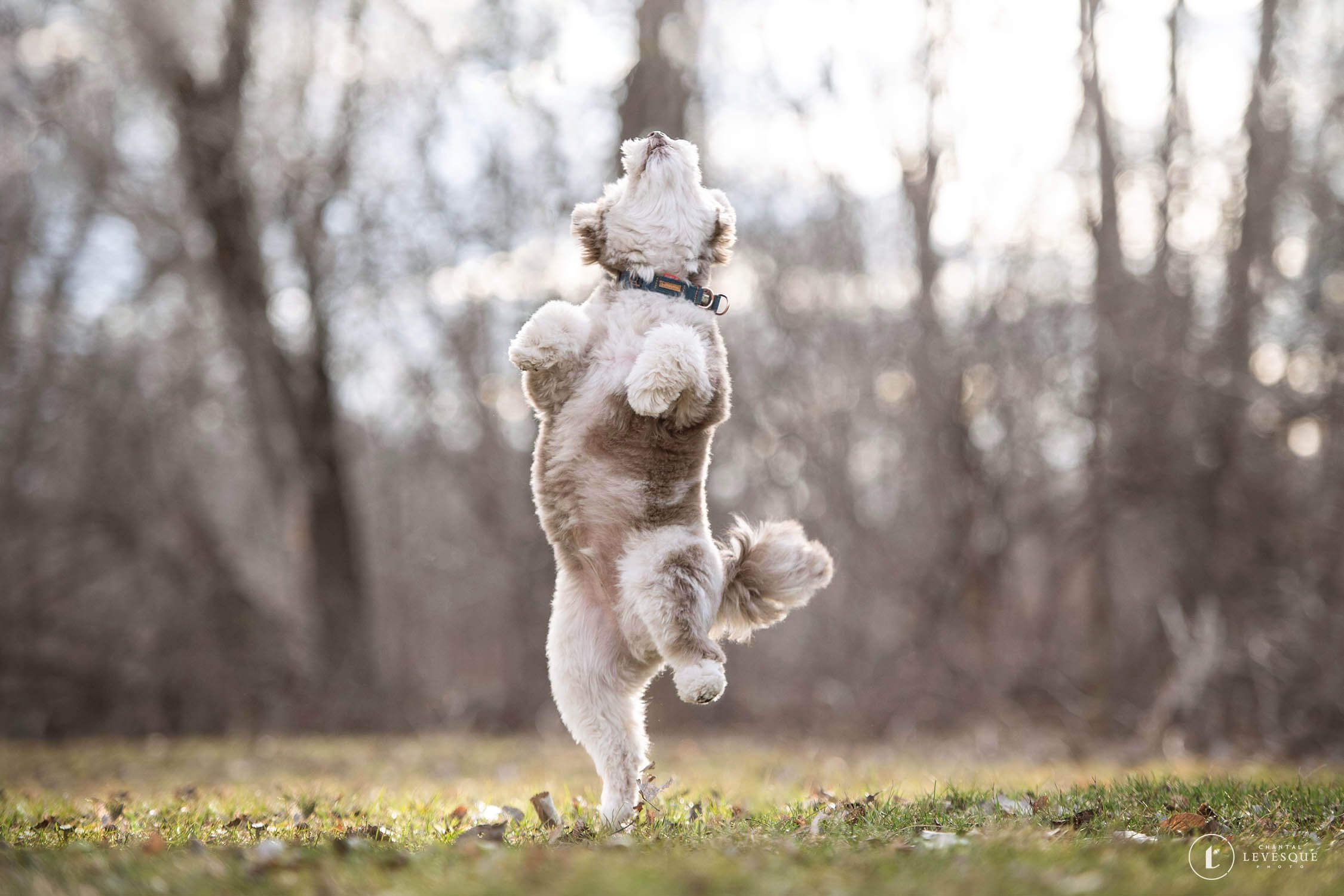 CHIENS QUI ROCKENT (TOUT EN DANSANT)