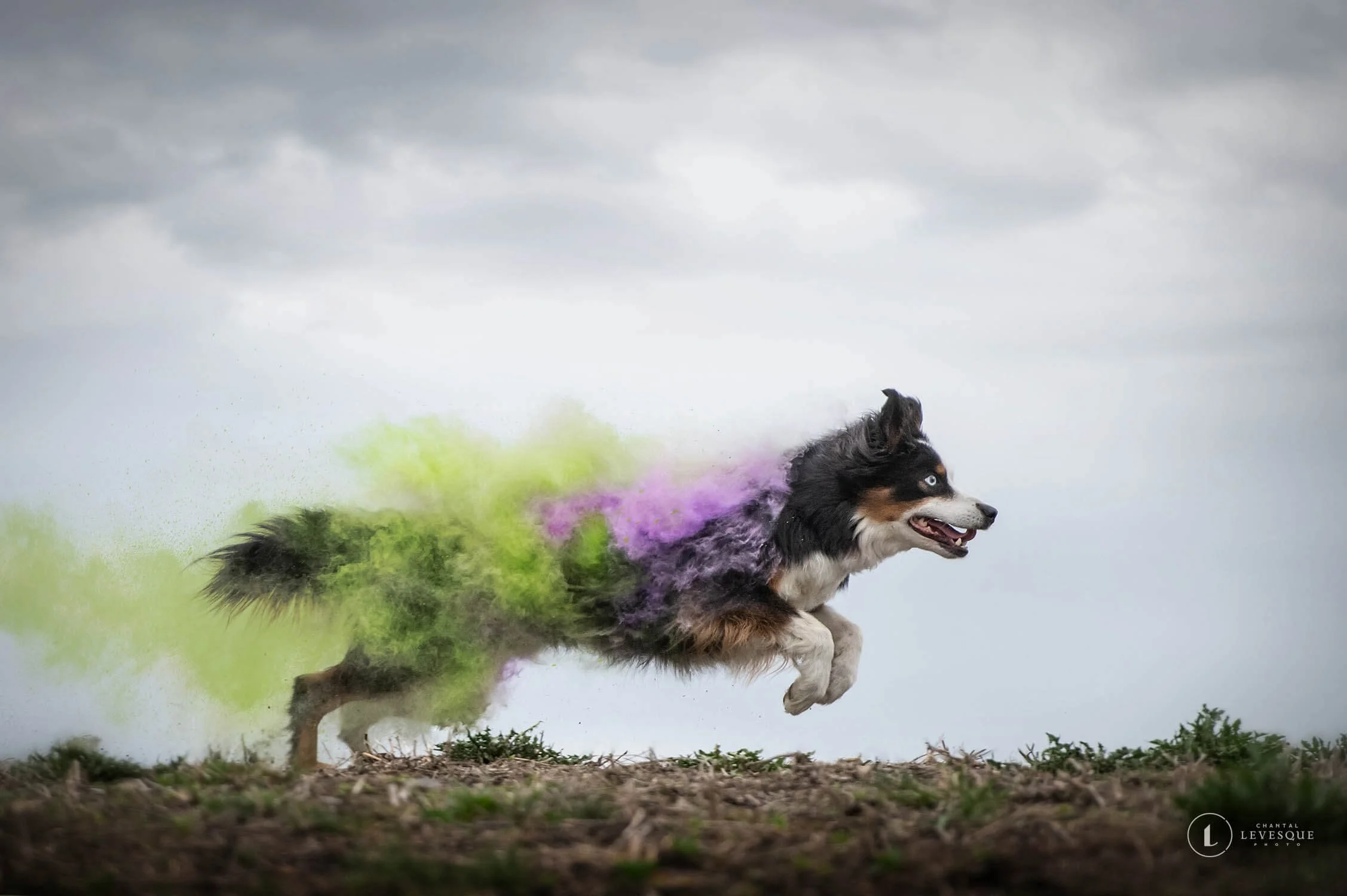 SÉANCE PHOTO ANIMALIÈRE AVEC POUDRE COLORÉE