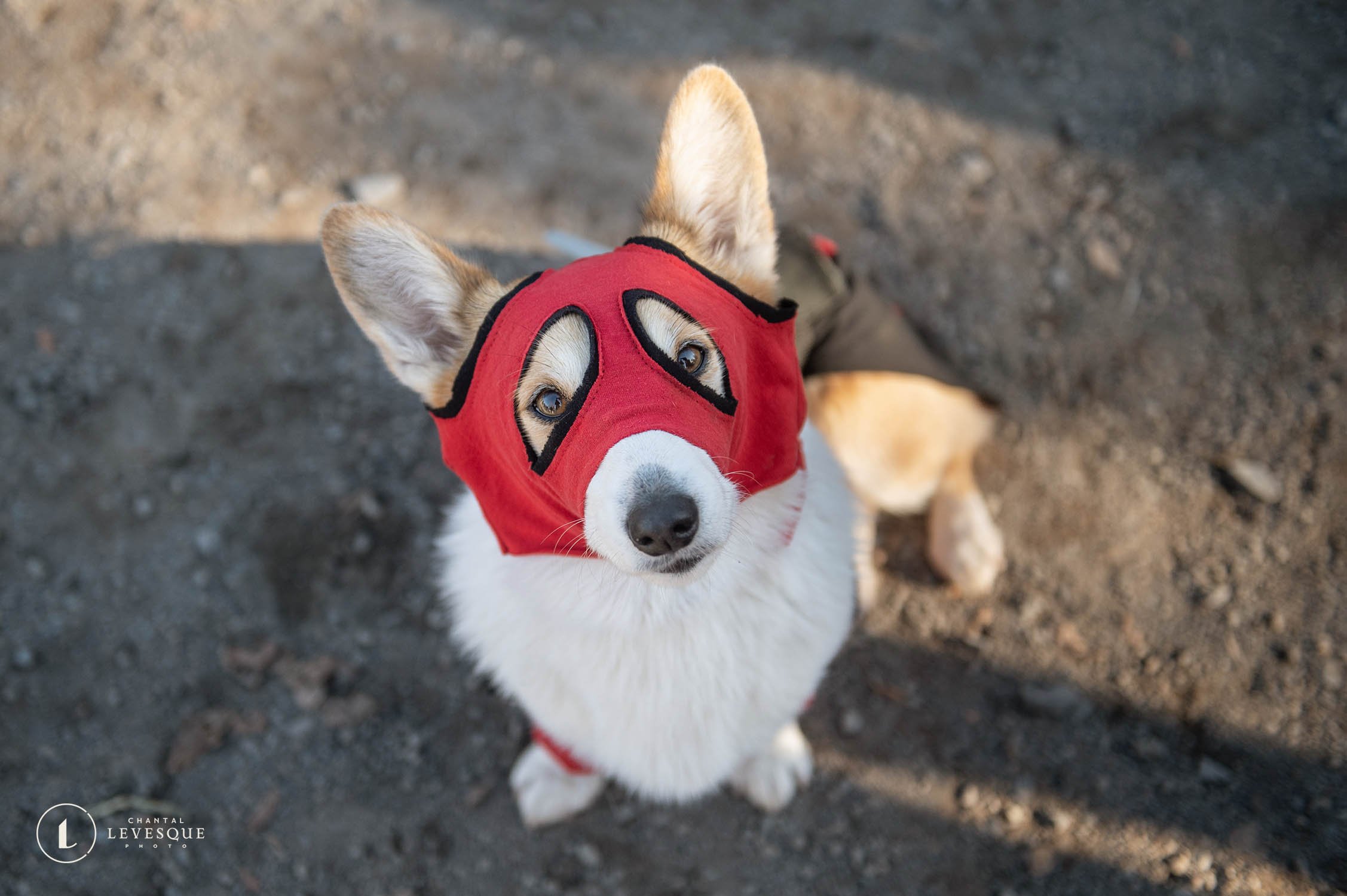 PAWLLOWEEN PAWTY 2022 