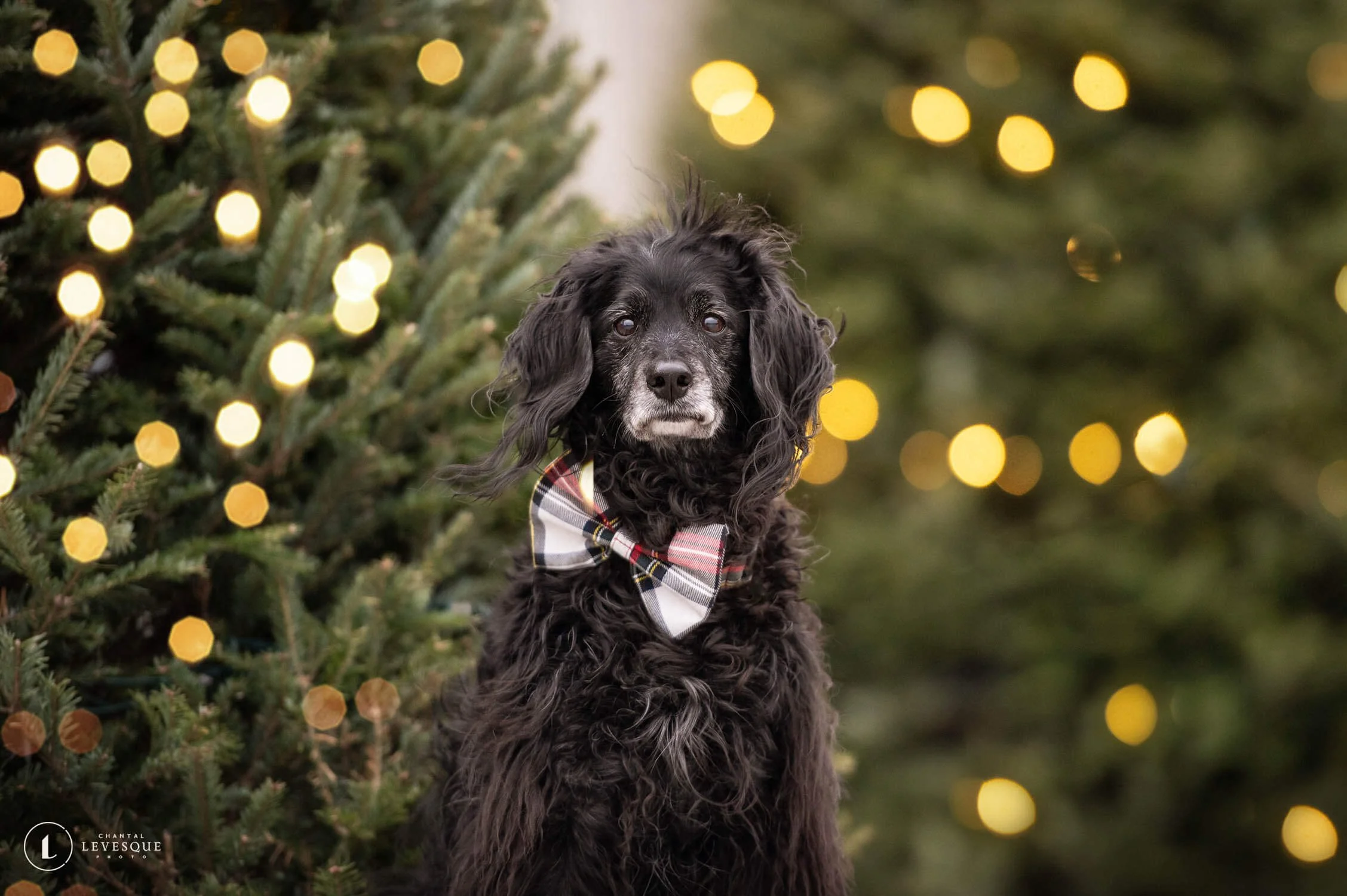 3 RÉSOLUTIONS DU NOUVEL AN DE BADASS APPROUVÉES PAR TON CHIEN
