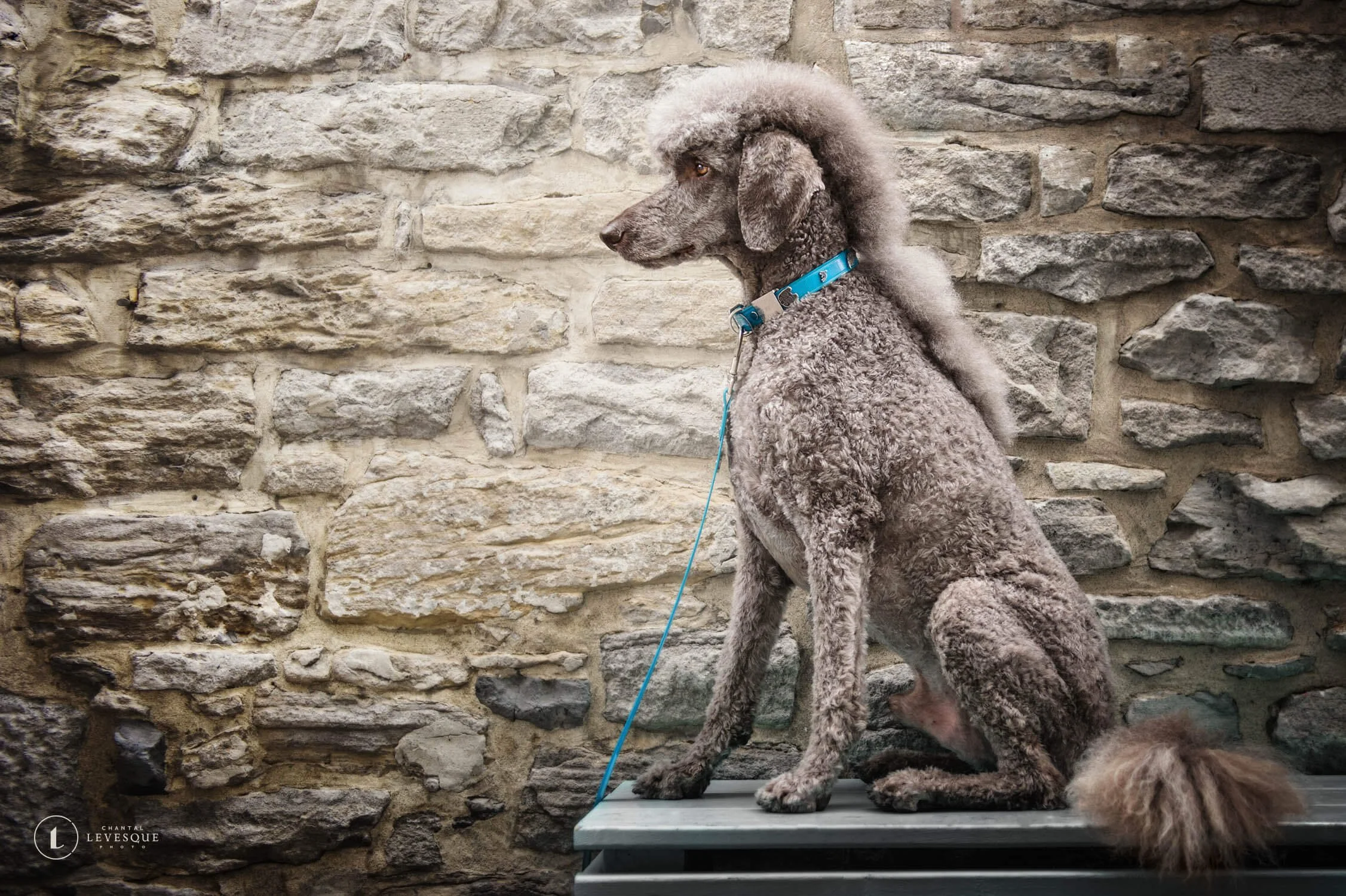 DES STYLES POUR ANIMAUX PAS MAL FUNKY