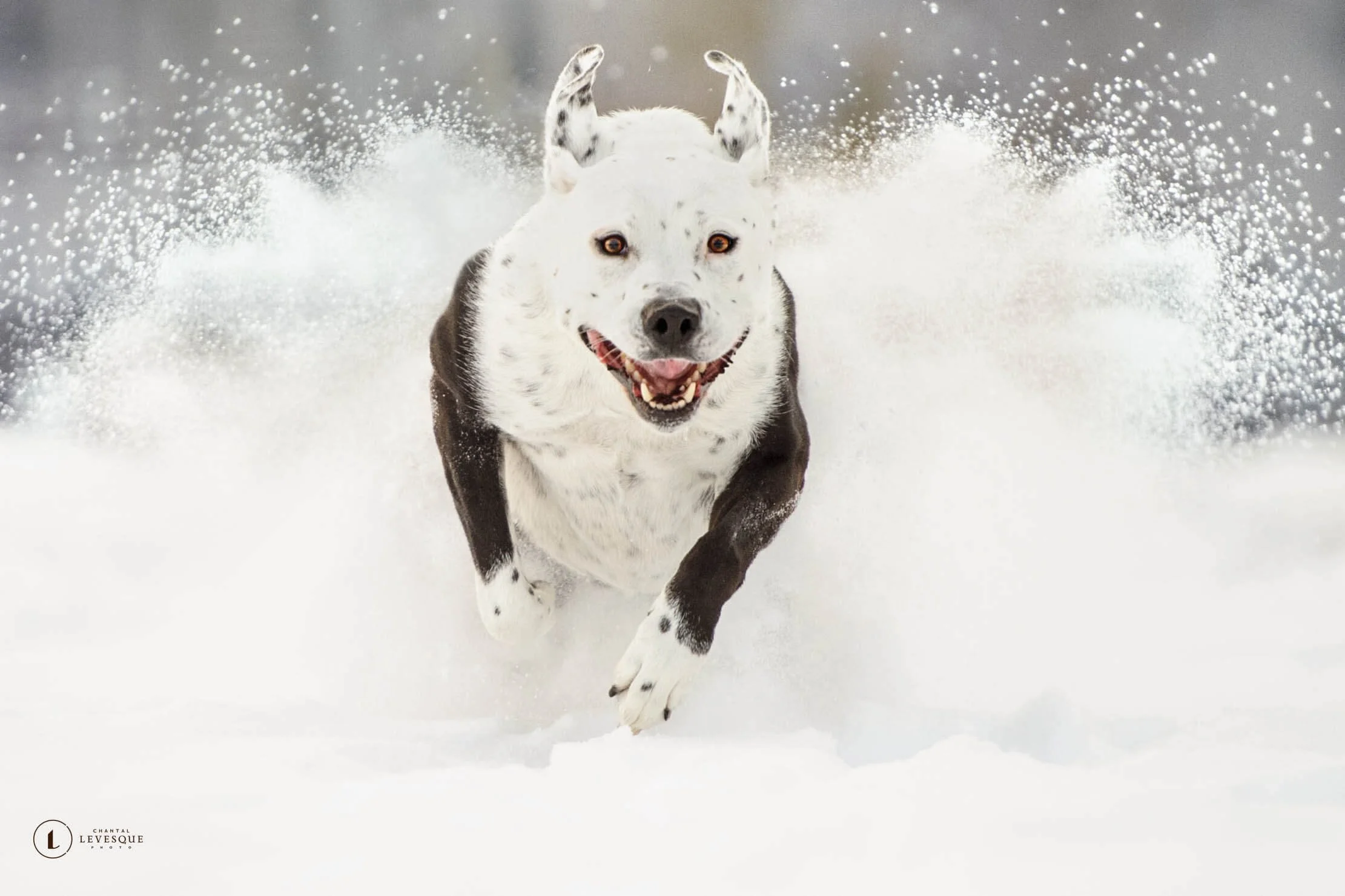 5 RAISONS POURQUOI L’HIVER C’EST IDÉAL POUR UNE SÉANCE PHOTO ANIMALIÈRE 