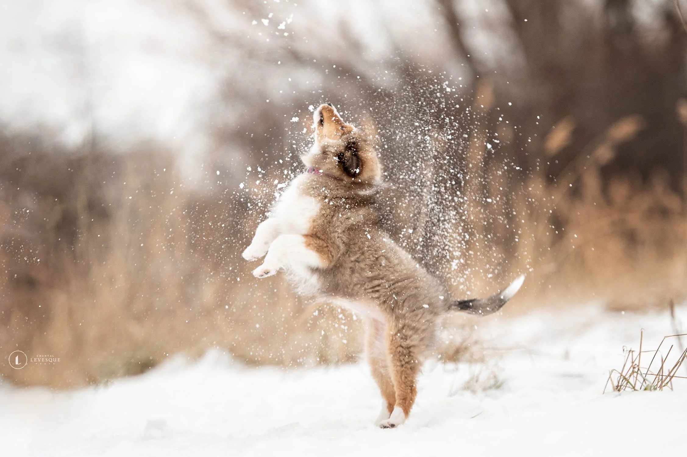 NOUVEAUTÉS 2023 - SÉANCE PHOTO ANIMALIÈRE