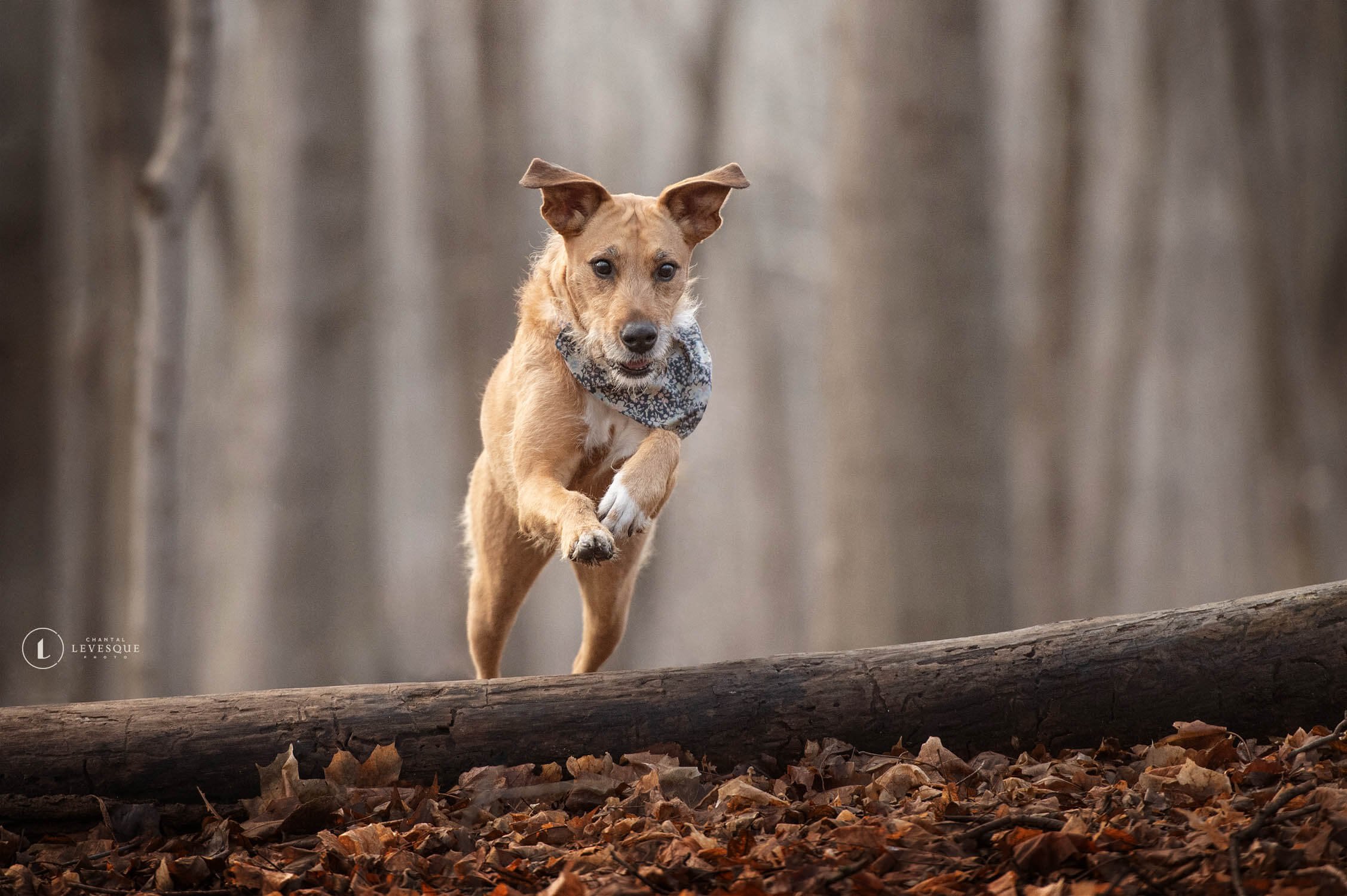 5 FAUSSES IDÉES À PROPOS DES SÉANCES PHOTO ANIMALIÈRE