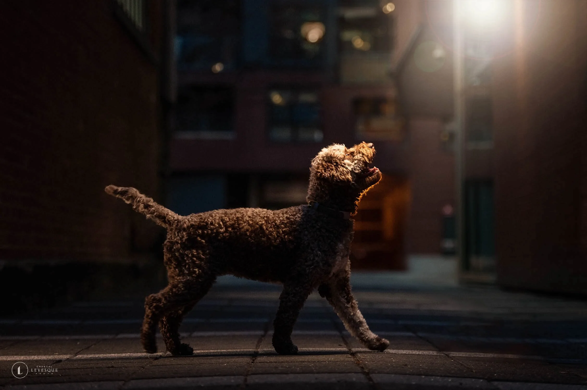 SÉANCE PHOTO DE CHIEN DE NUIT
