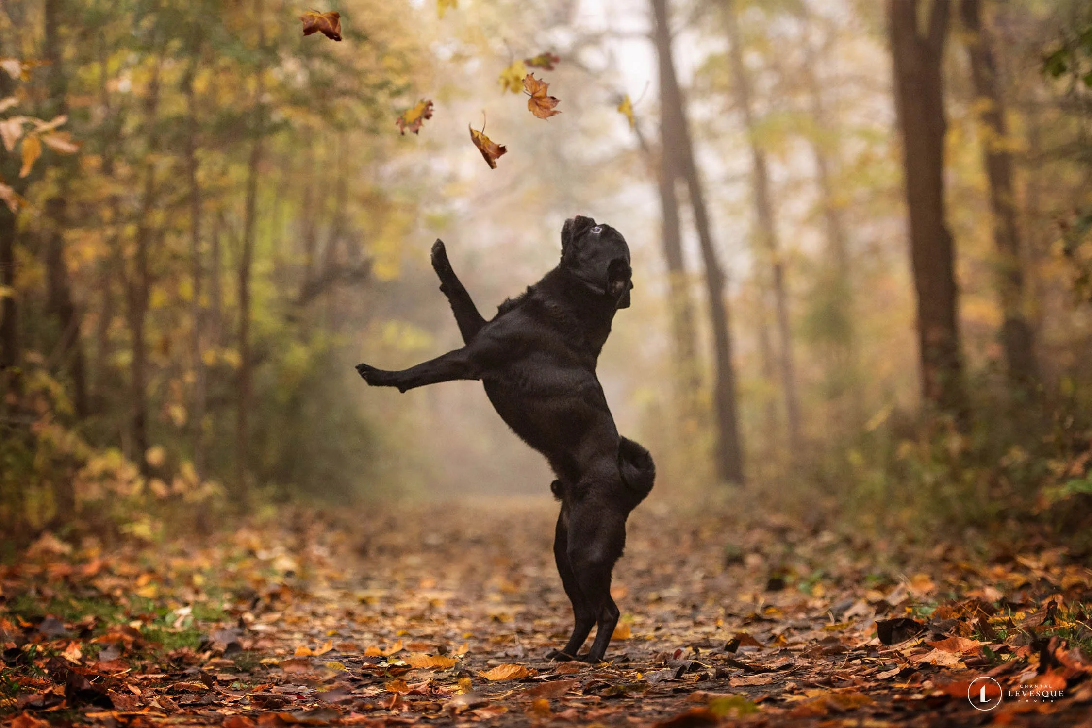 5 QUESTIONS À POSER AVANT DE CHOISIR TA PHOTOGRAPHE ANIMALIÈRE