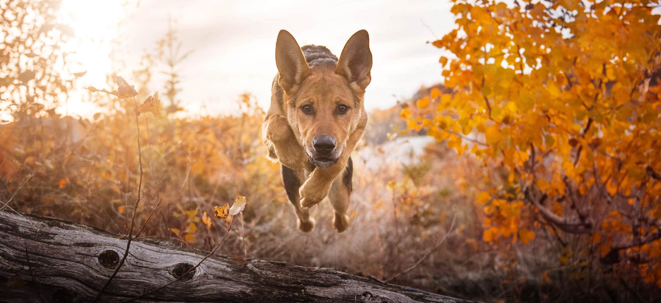 German-shepherd-jump-autumn copy.jpg