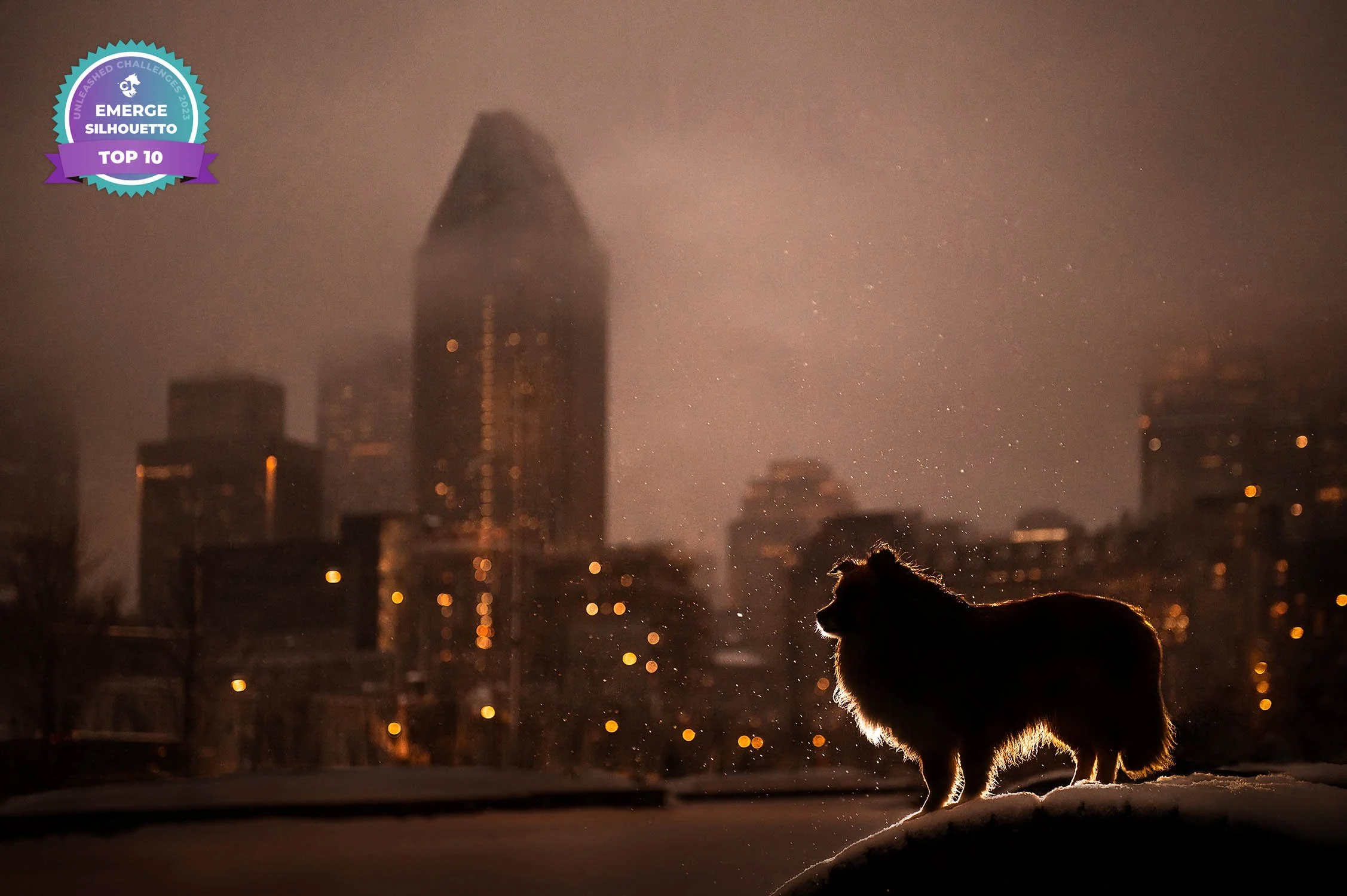 SÉANCE CRÉATIVE - SILHOUETTE DE CHIEN ET VILLE DE MTL