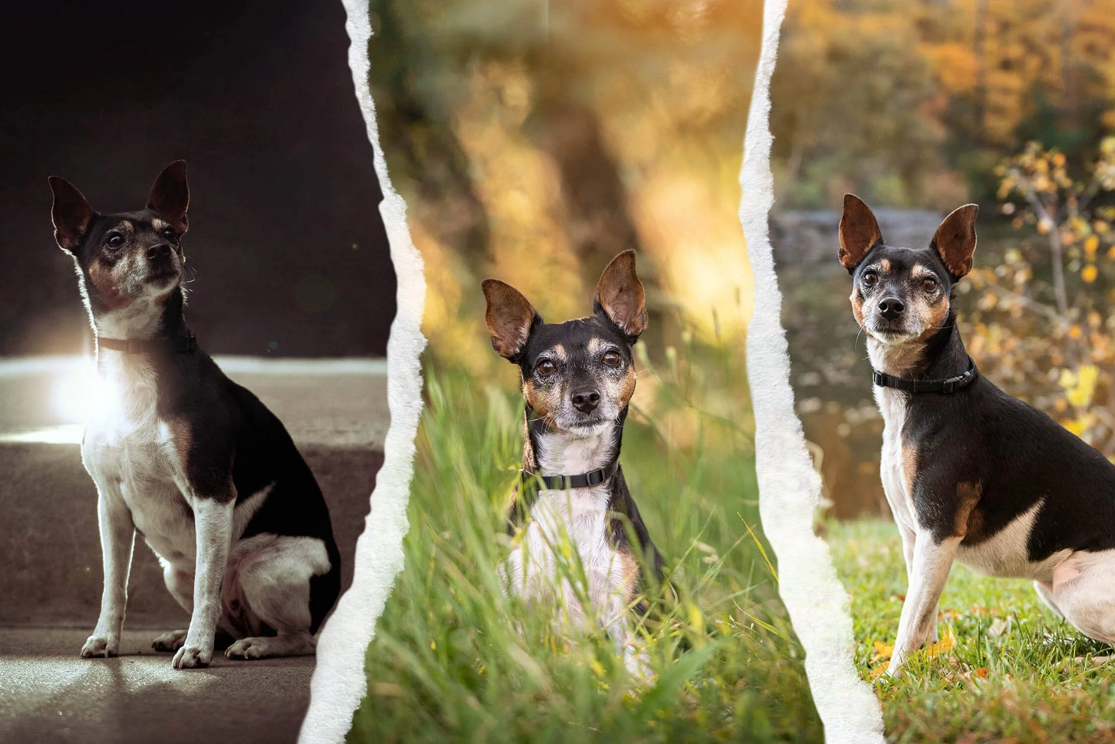 MONTRÉAL AU FIL DES SAISONS - PHOTOGRAPHIE DE CHIEN INOUBLIABLE