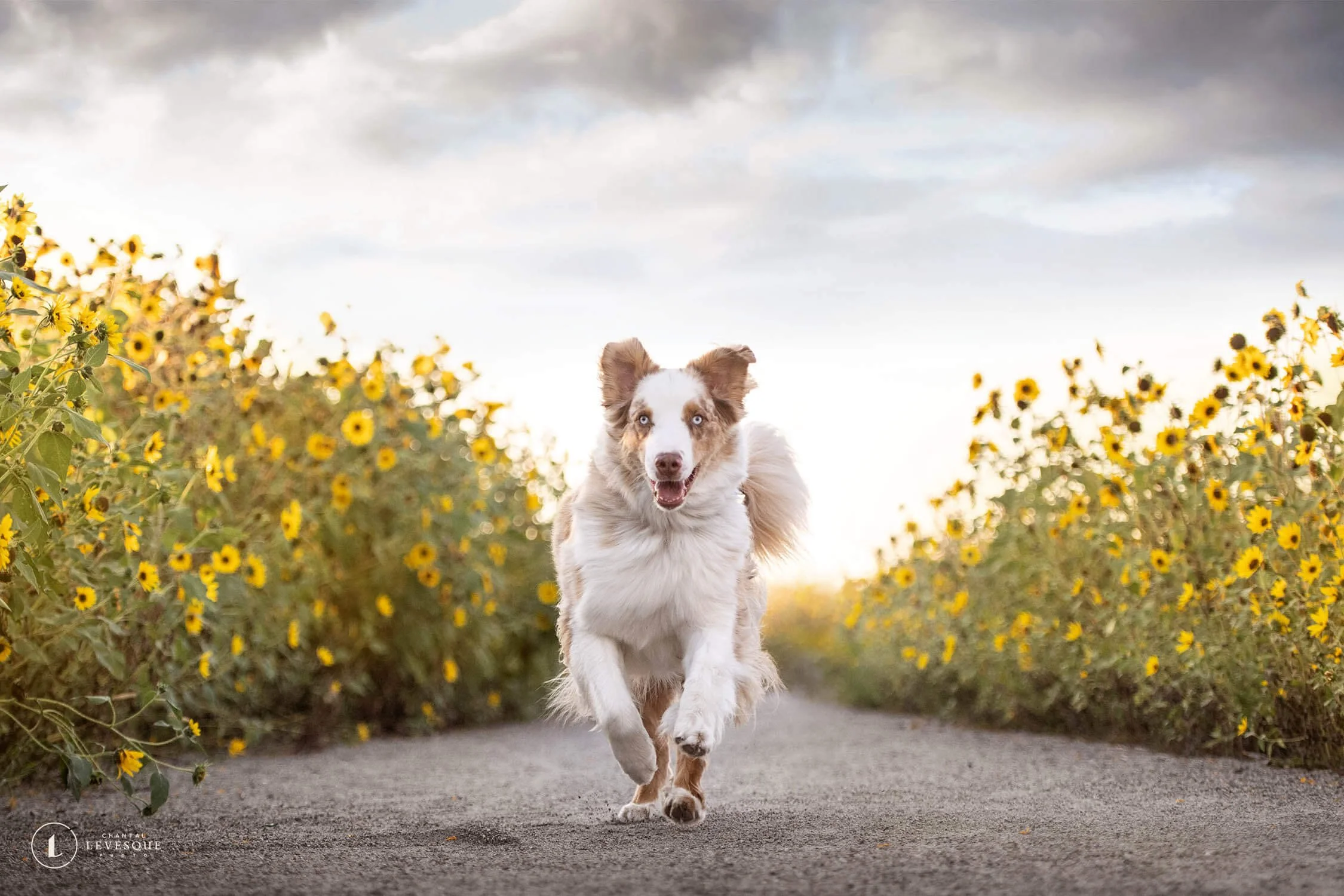 PHOTOGRAPHIES DE CHIENS DANS LES TOURNESOLS