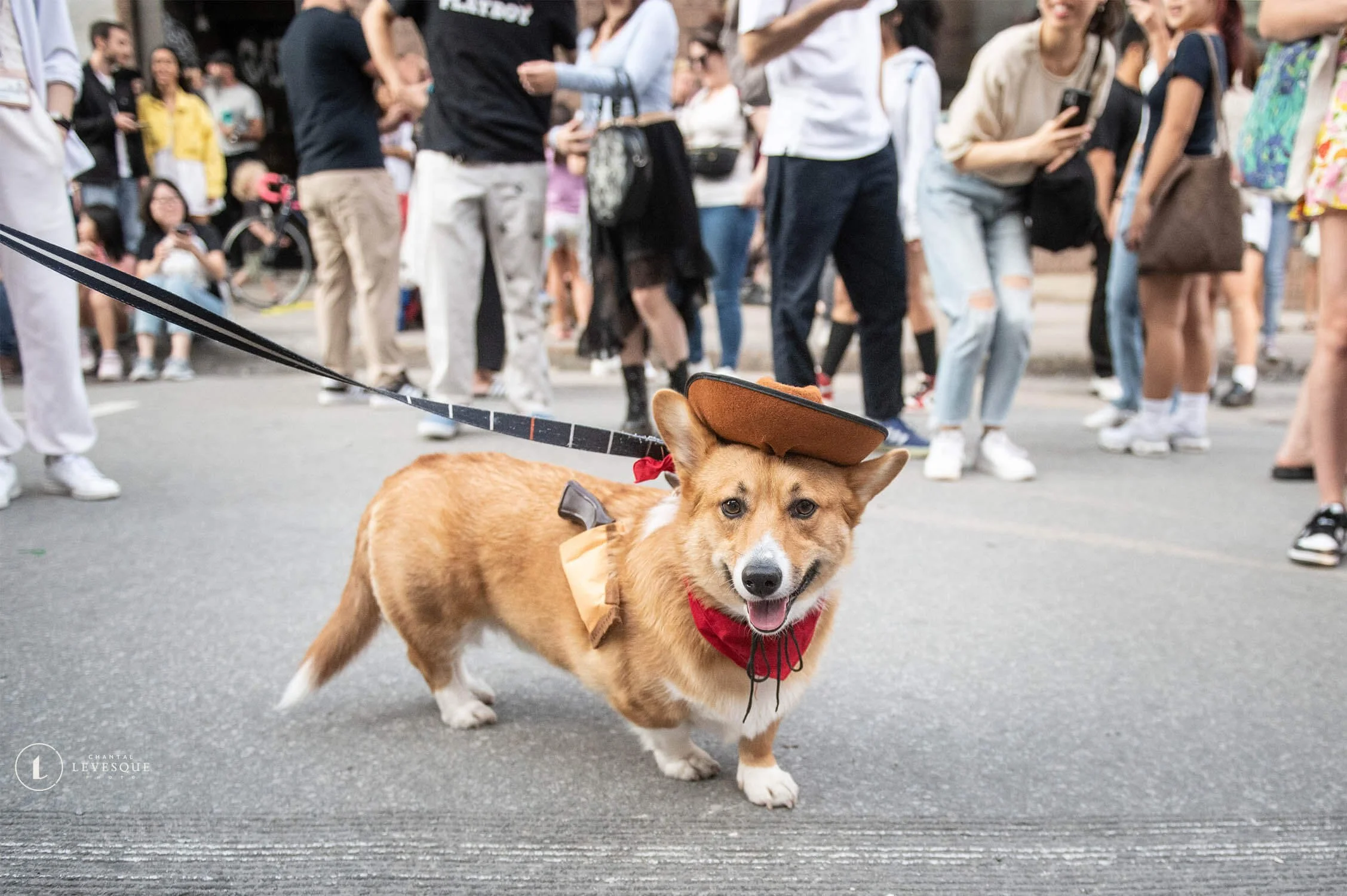 CORGI PAWTY ET PAWRADE MONTRÉAL 2023
