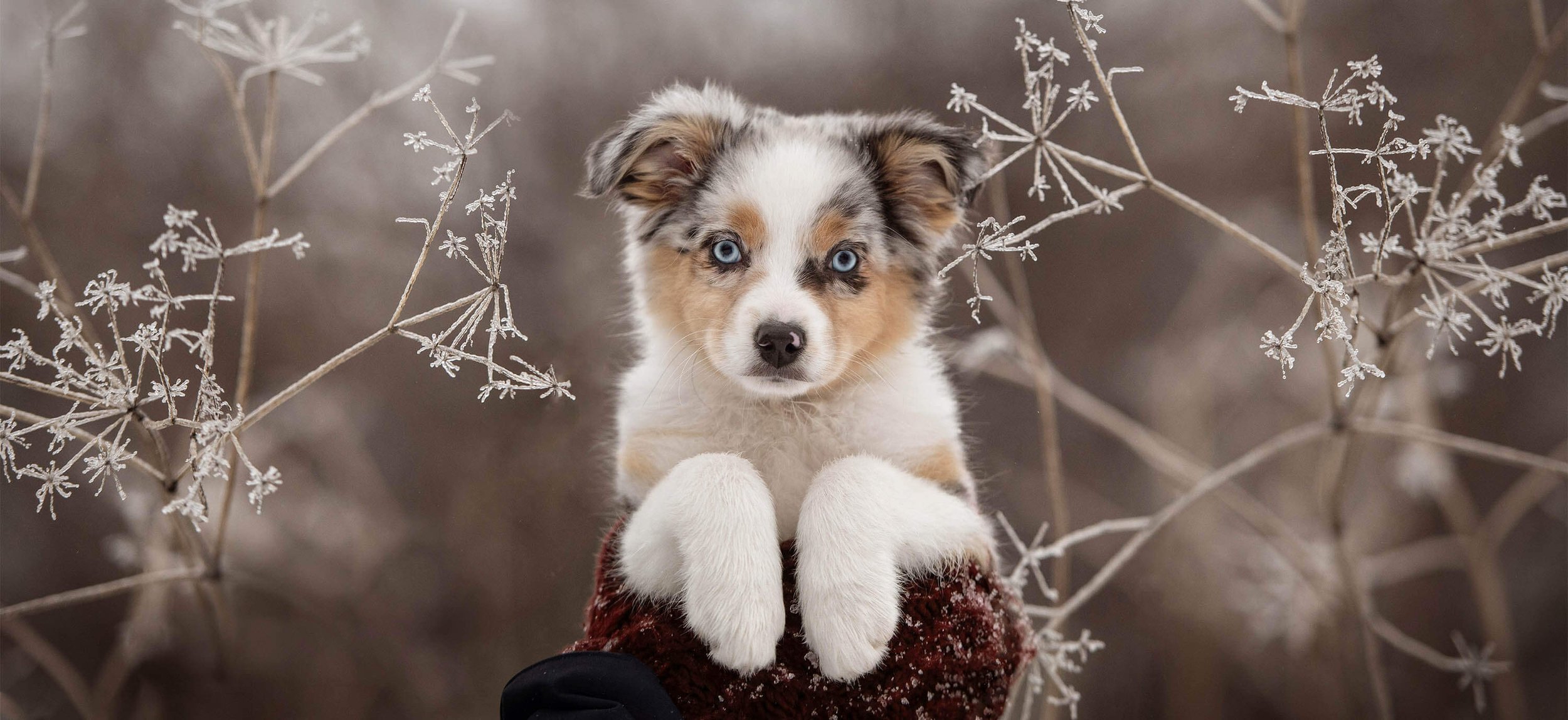 blue-eyes-aussie-puppy-winter-portrait.jpg