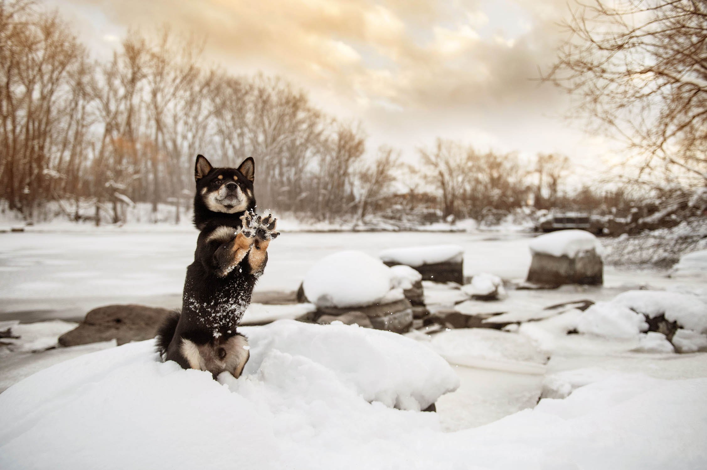 shiba-inu-winter-landscape-portrait-4065.jpg