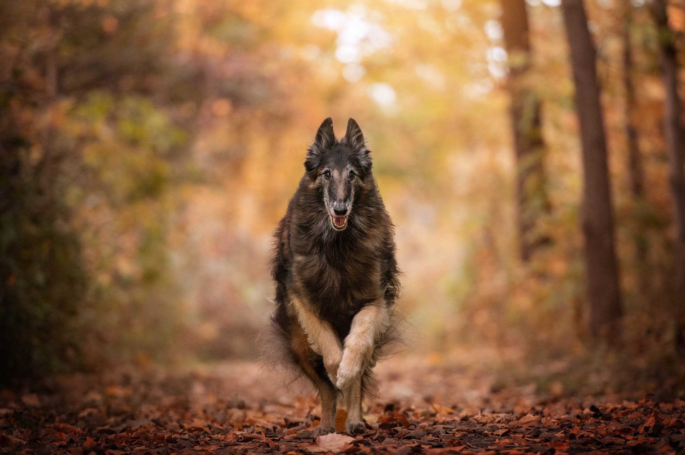 fall-photography-running-dog-0222.jpg