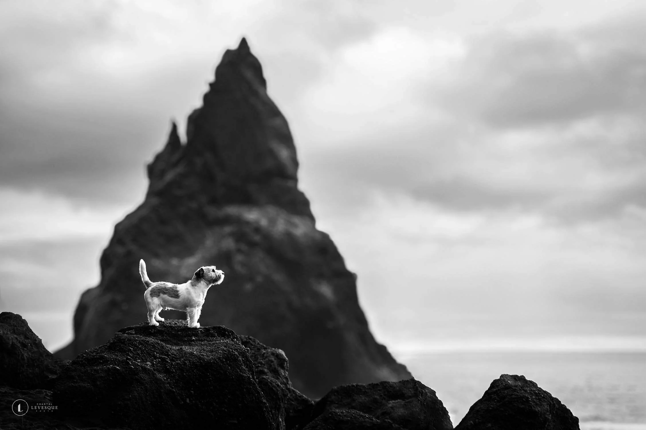 ISLANDE - PHOTOS NOIR ET BLANC DE CHIENS