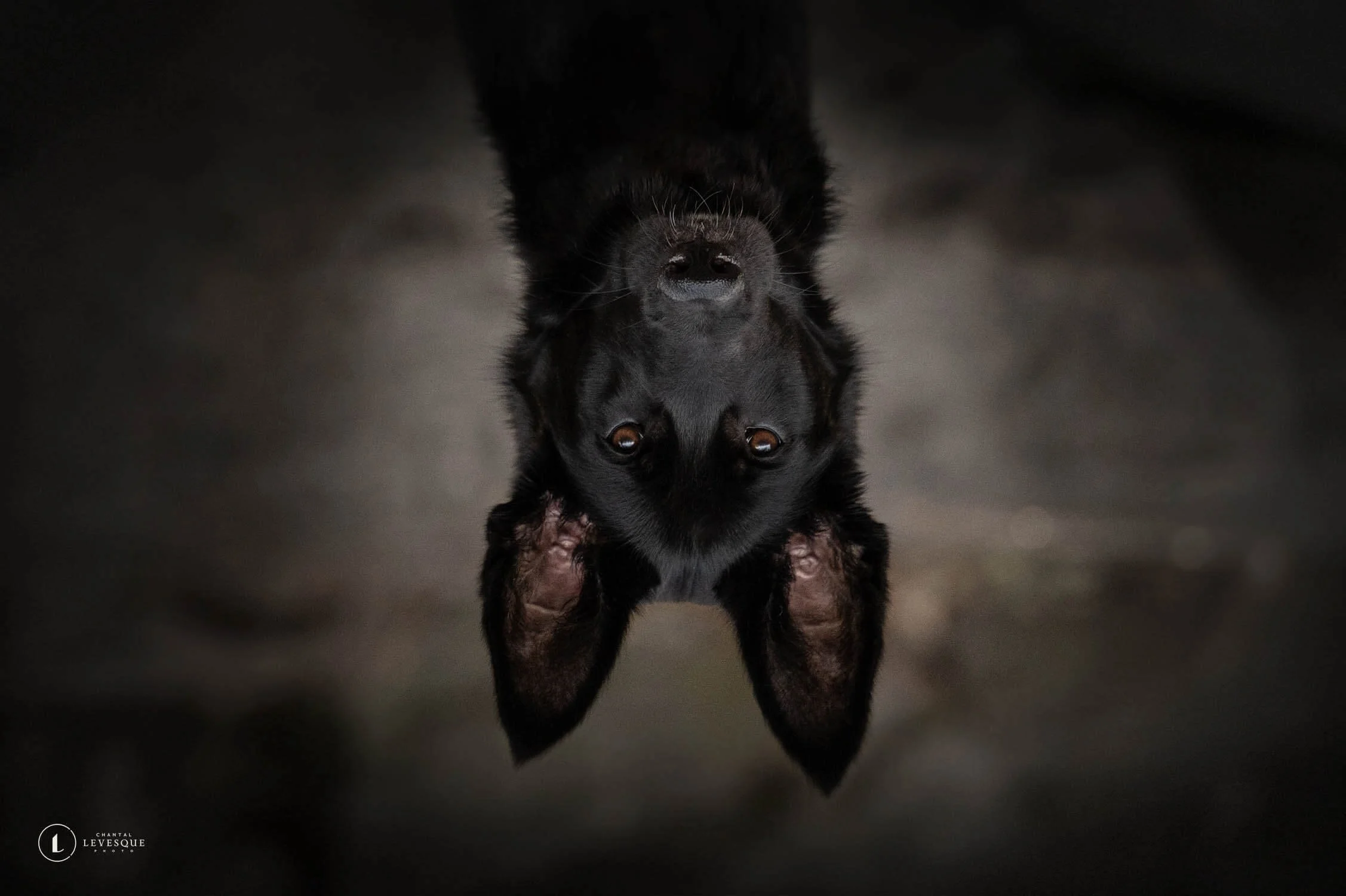 MYTHES SUR LES ANIMAUX À L'HALLOWEEN 