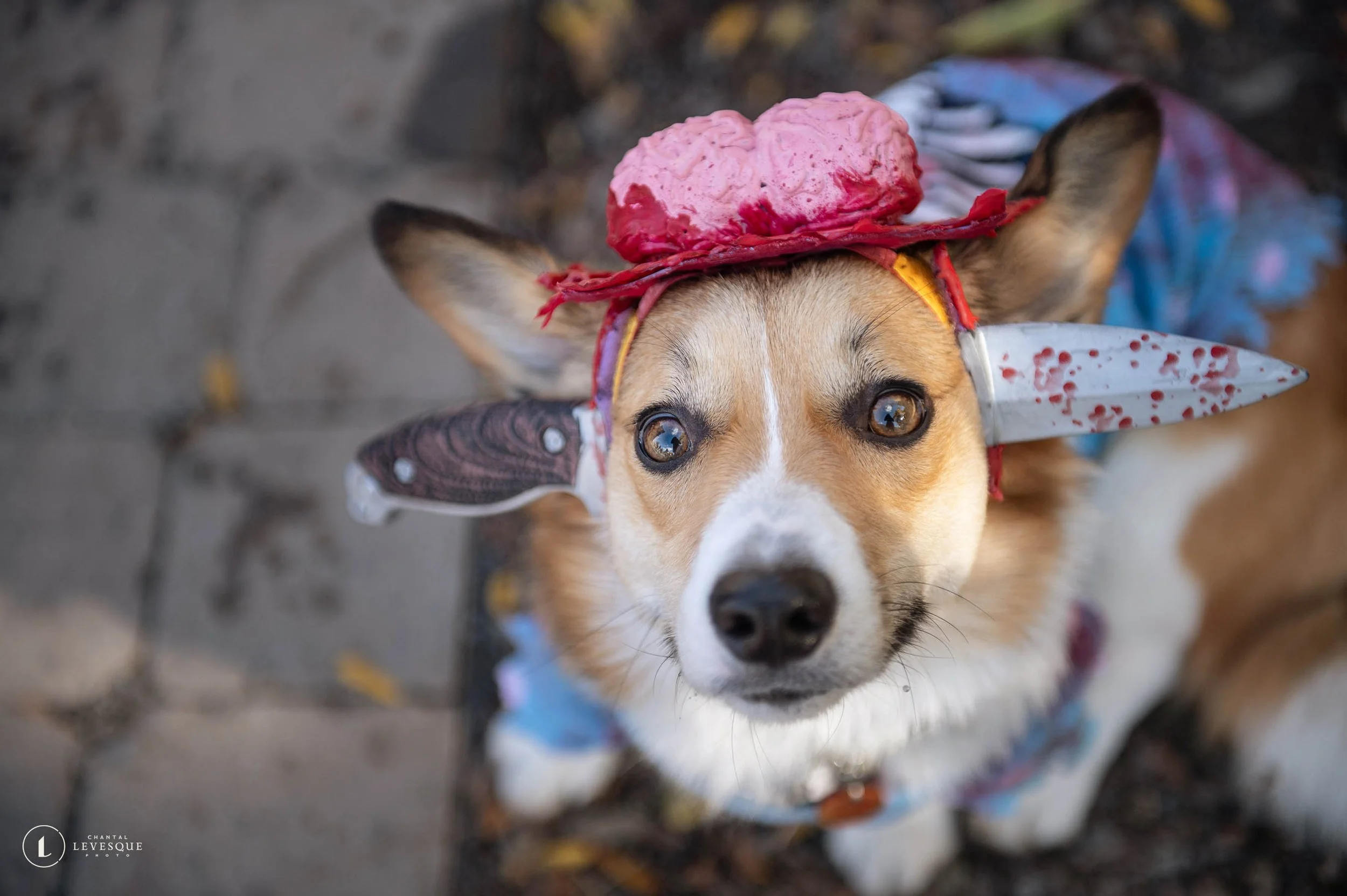 PAWLOWEEN PAWTY MONTREAL 2023