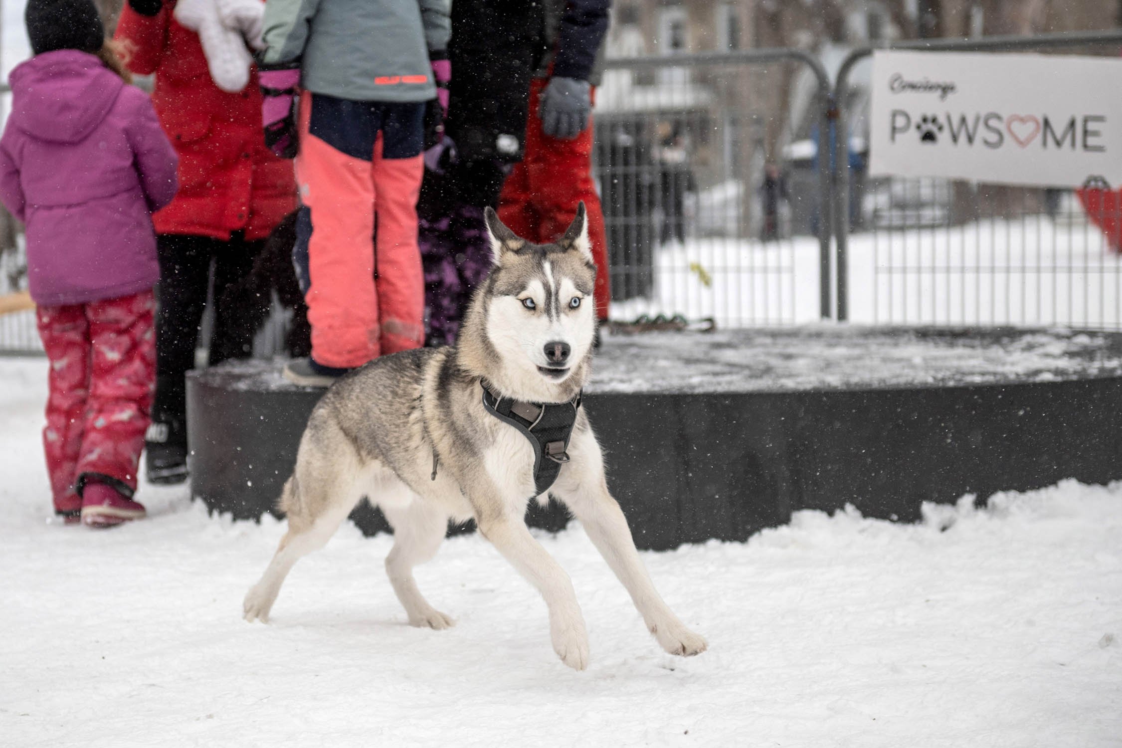 WinterPaw-Montreal-1589.jpg