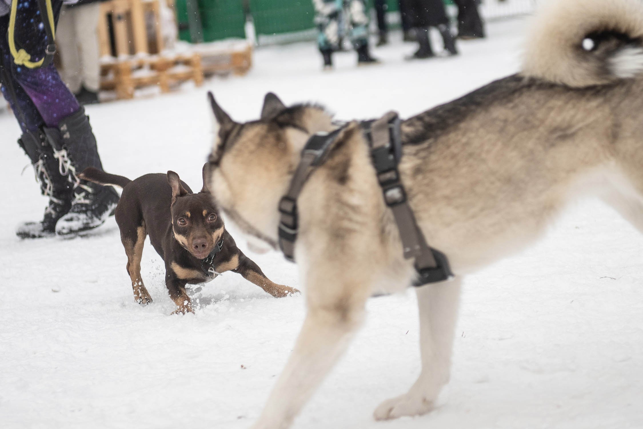 WinterPaw-Montreal-1744.jpg