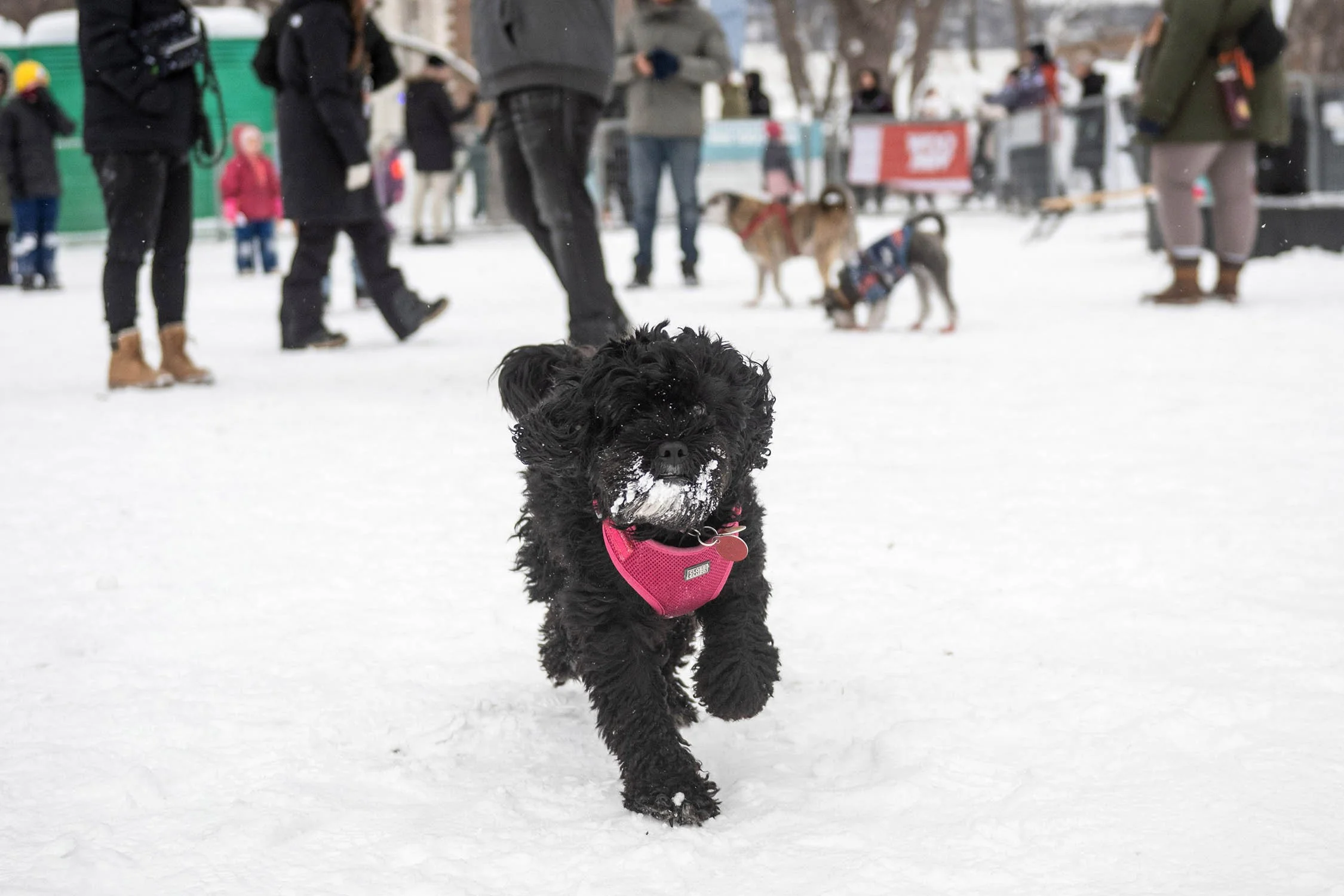 FESTIVAL WINTERPAW À MONTRÉAL