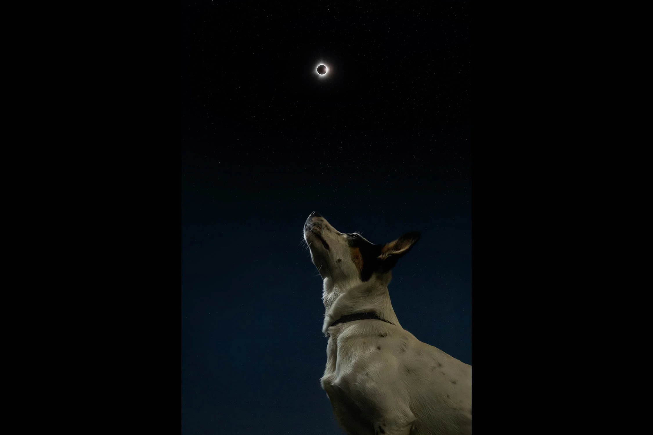 PHOTOGRAPHIE DE CHIEN + ÉCLIPSE