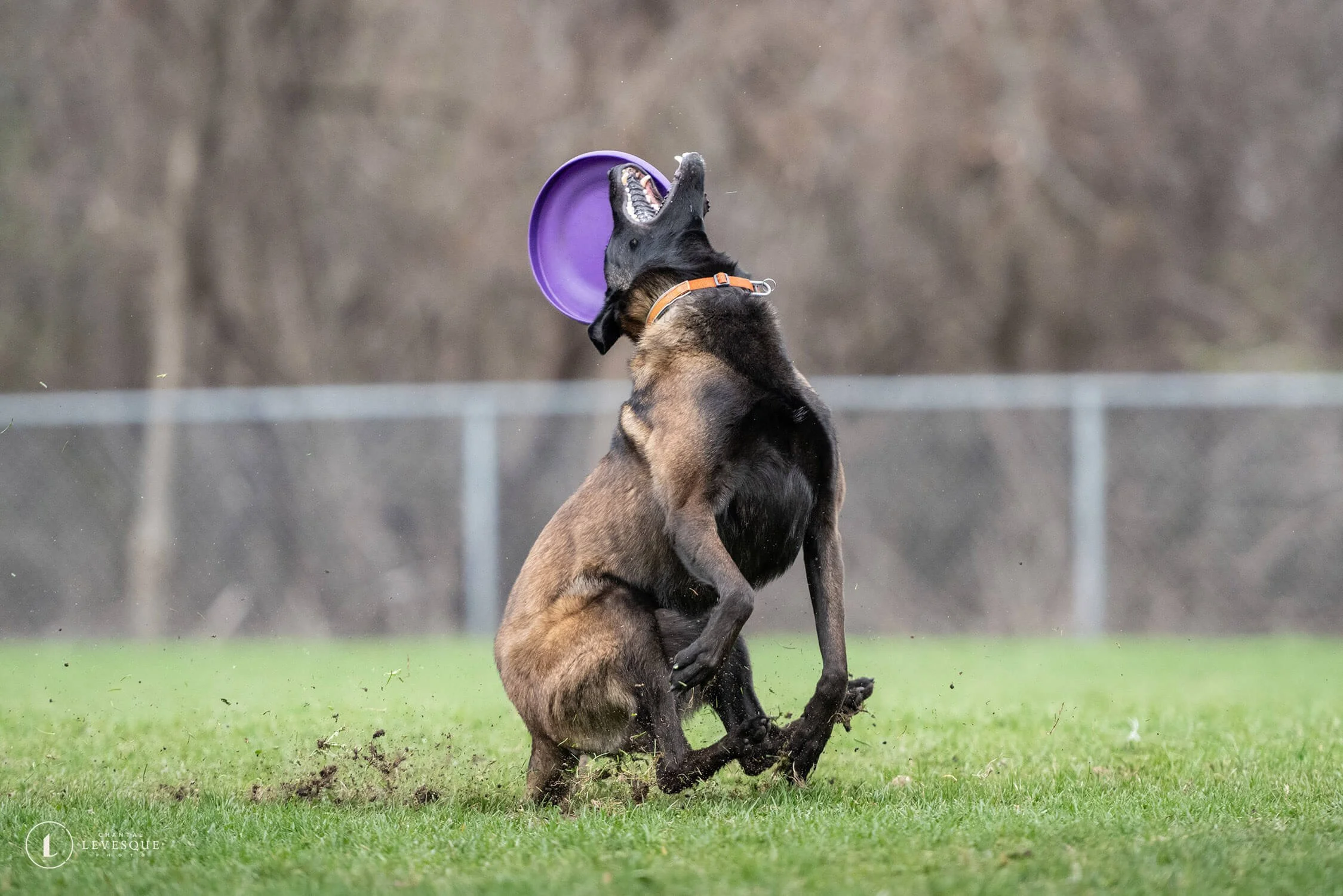 TOSS AND FETCH - BLOOPERS