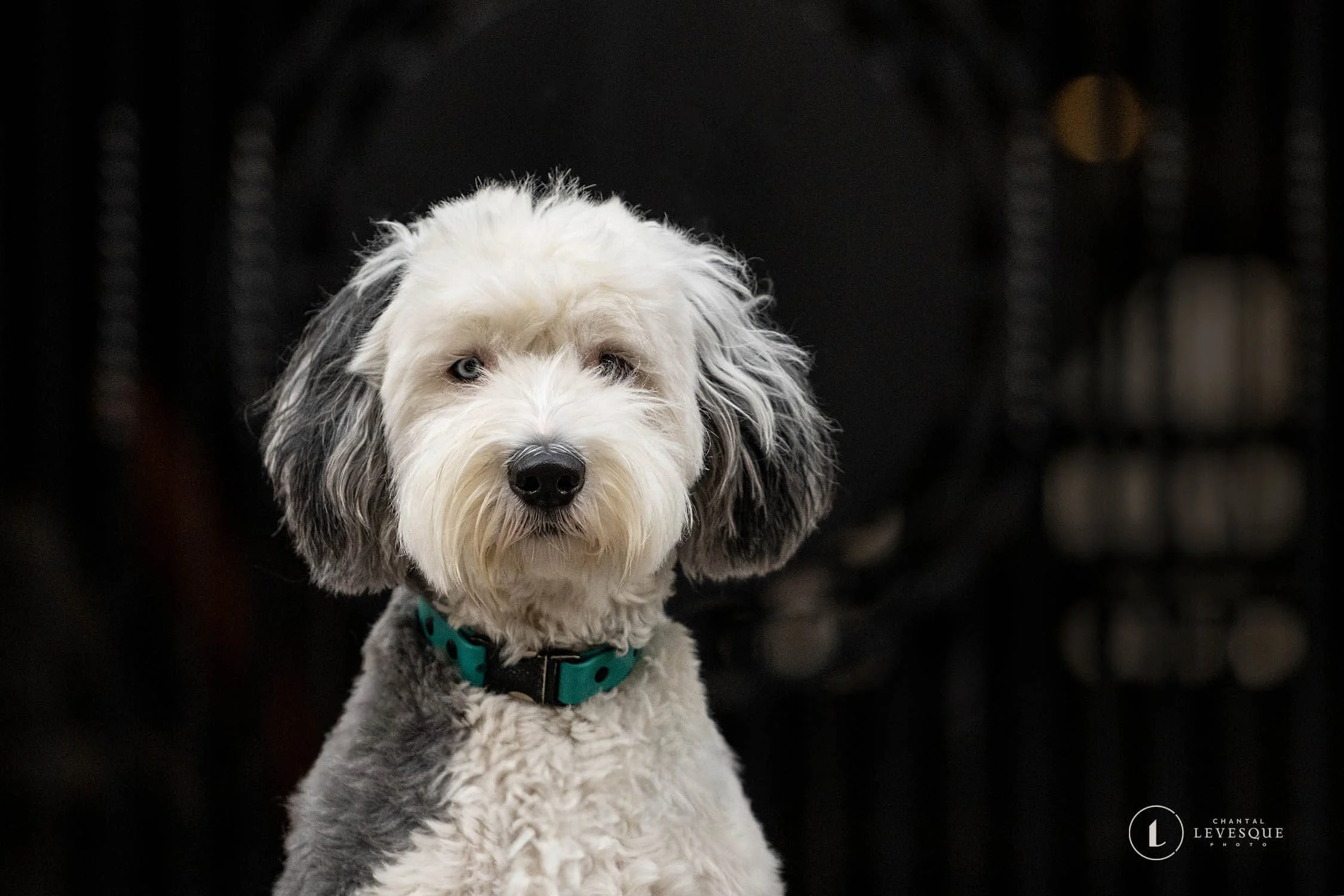 SÉANCE PHOTO AVEC UN CHIEN RÉACTIF?