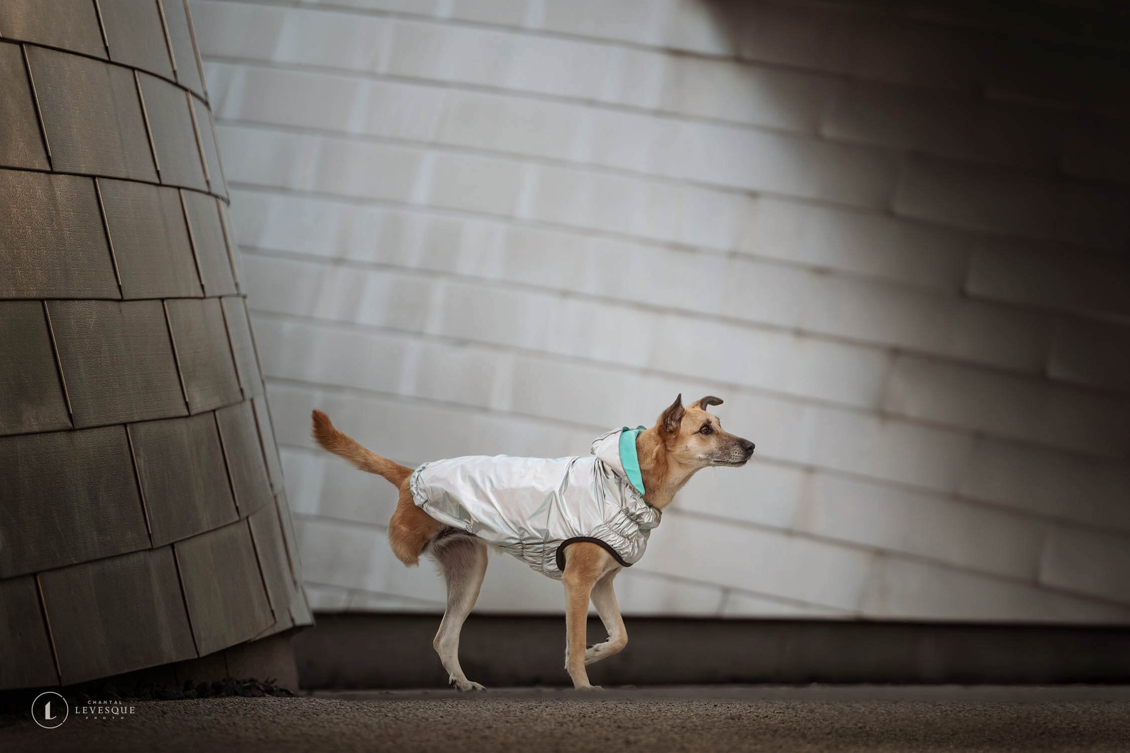 L'INTELLIGENCE ARTIFICIELLE EN PHOTO ANIMALIÈRE