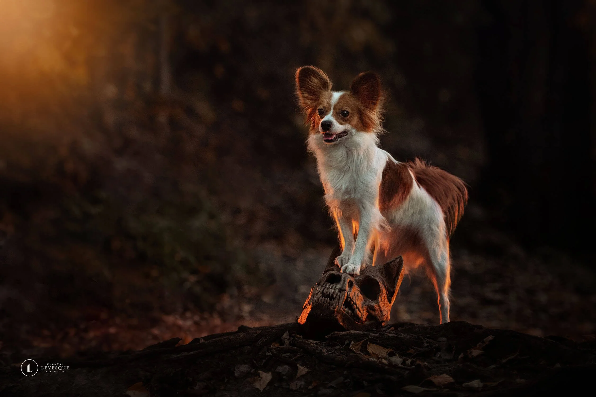 SHOOTING CRÉATIF AVEC CHIEN - HALLOWEEN 2024
