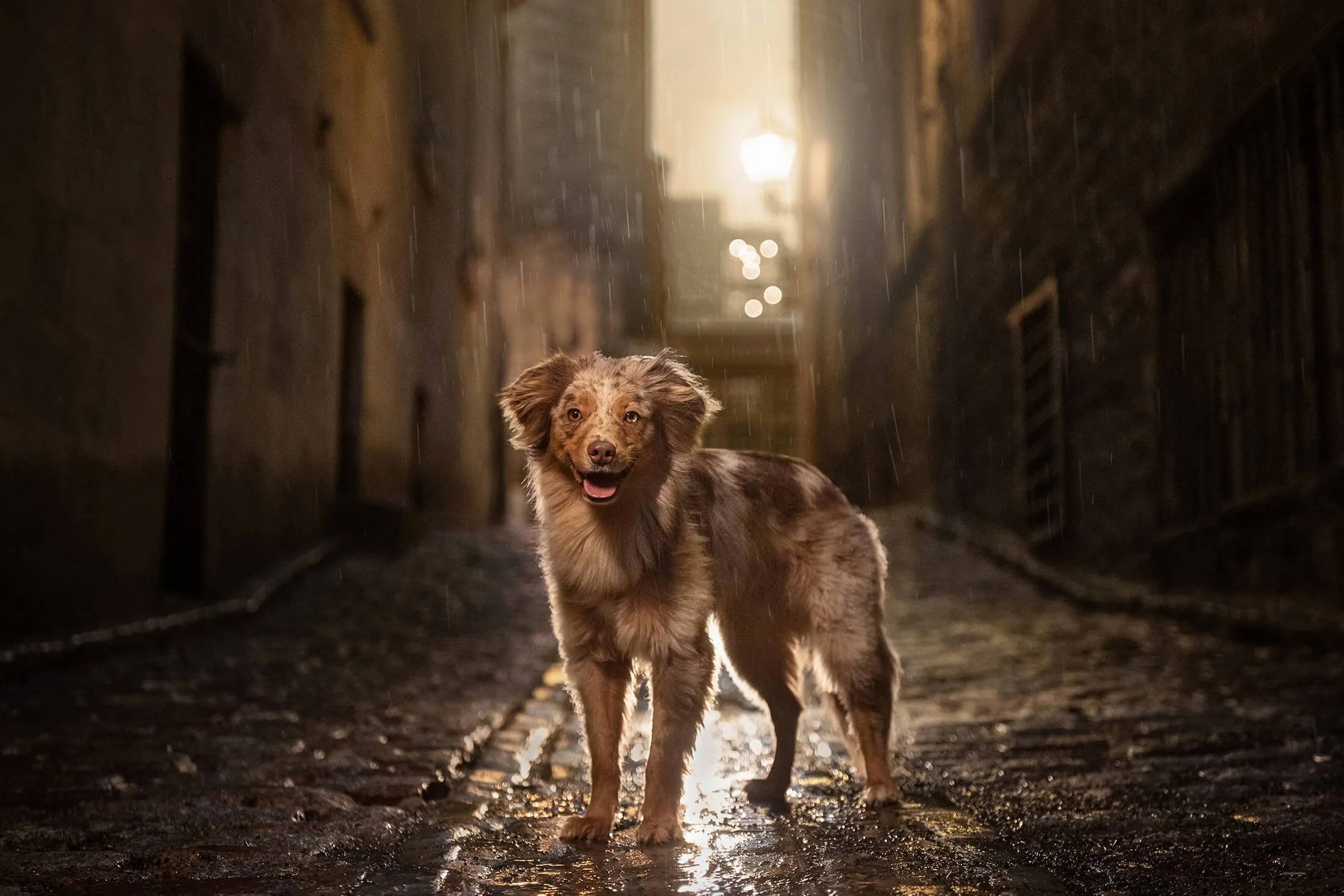 MEILLEUR ENDROIT POUR UNE SÉANCE PHOTO ANIMALIÈRE À MTL