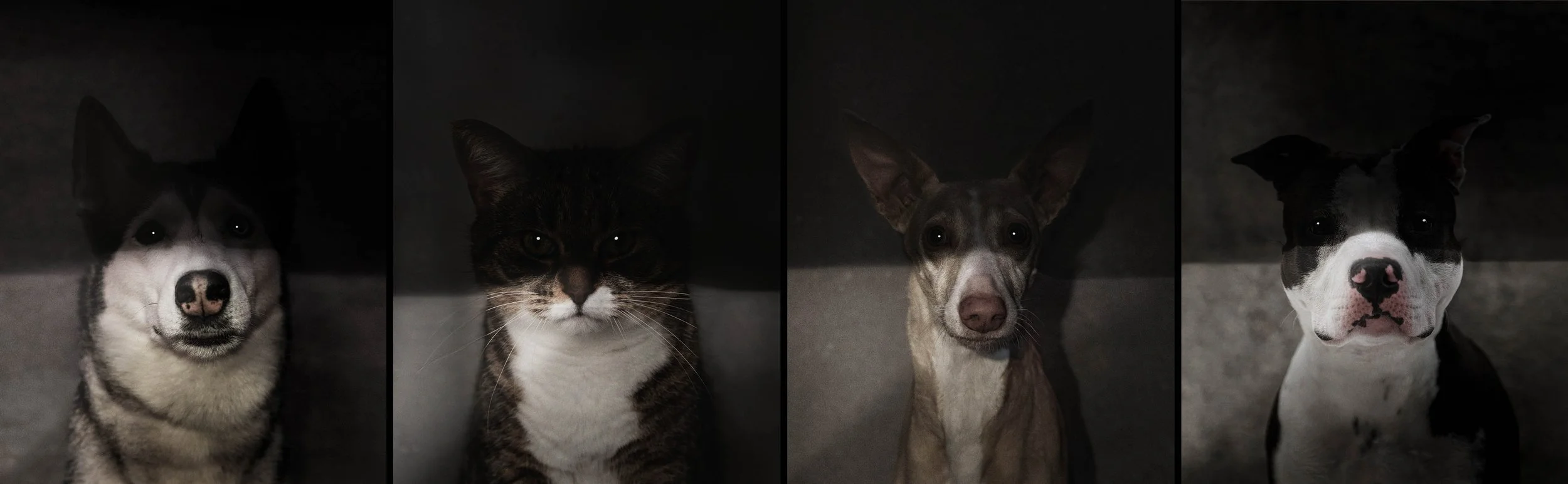 PROJET CRÉATIF NOSFERATU