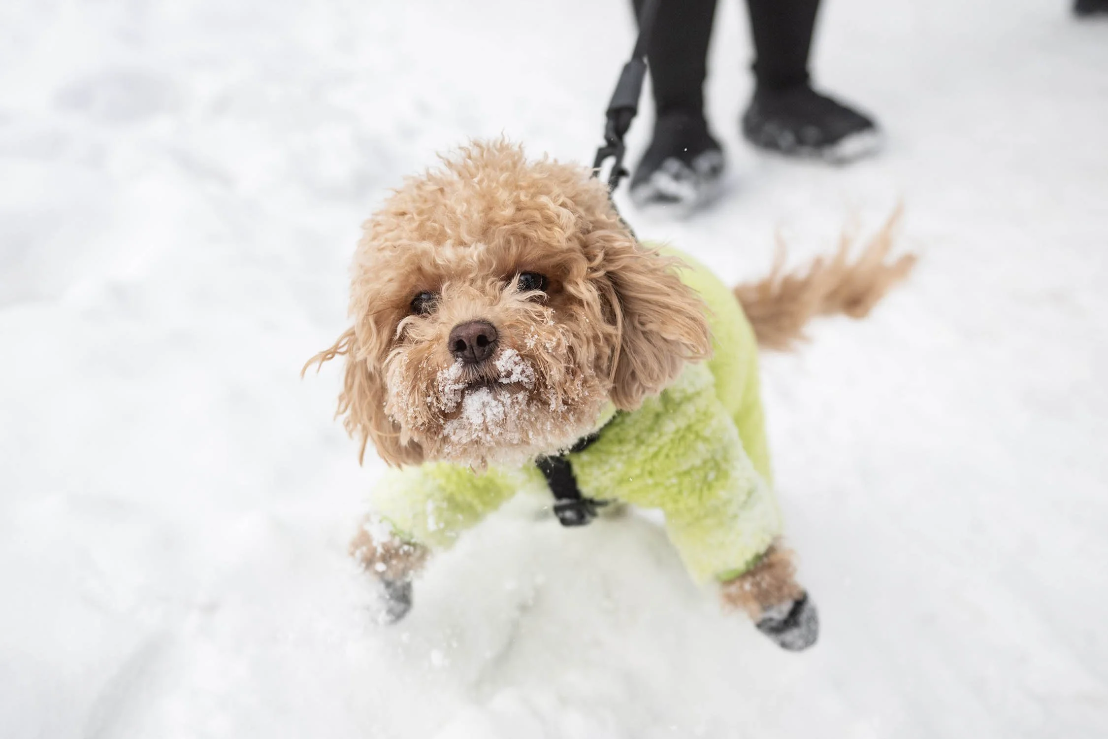 PAWSOME WINTERPAW 2025