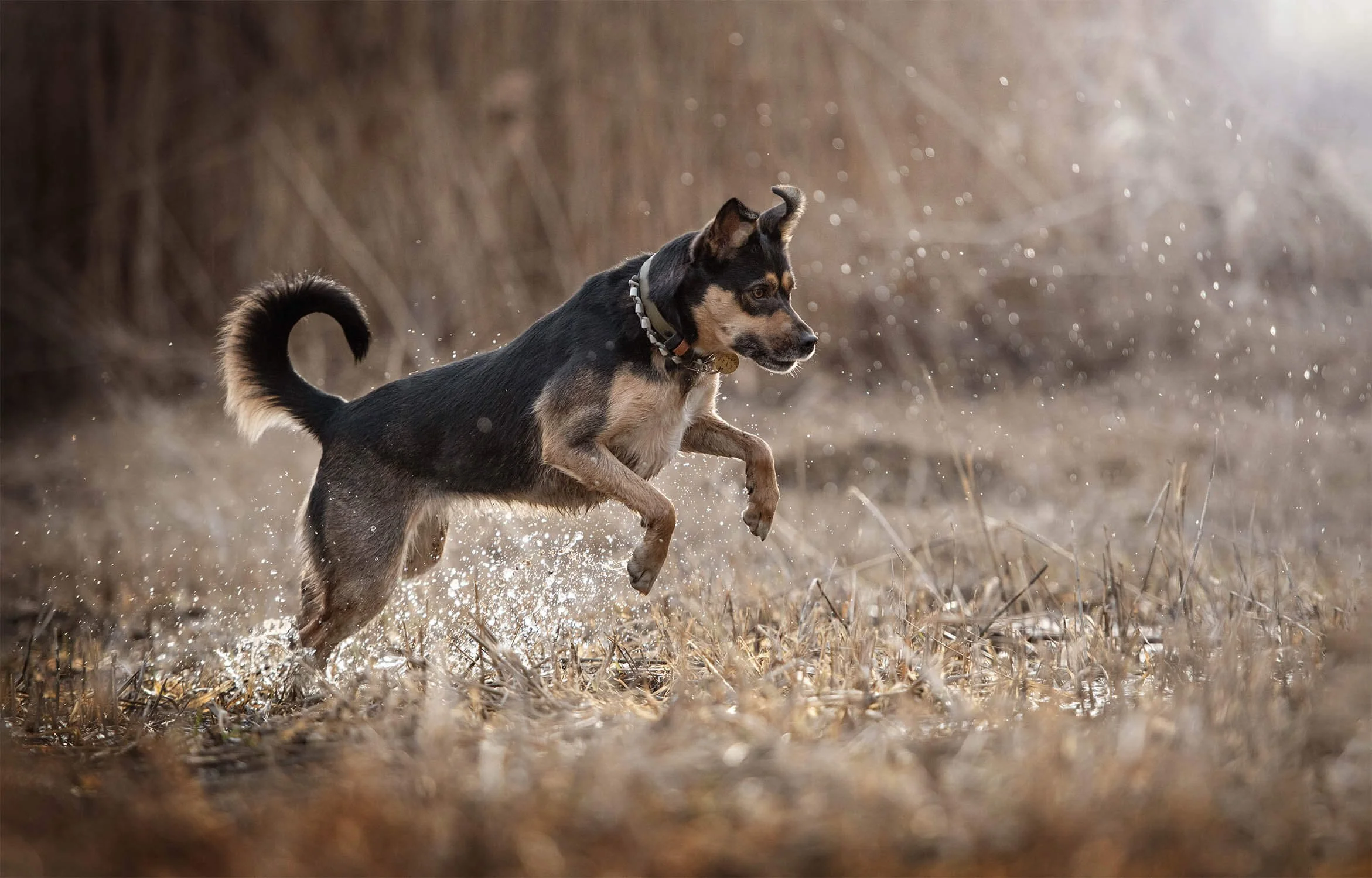 AVRIL - PARFAIT POUR UN SHOOTING PHOTO BADASS AVEC TON CHIEN