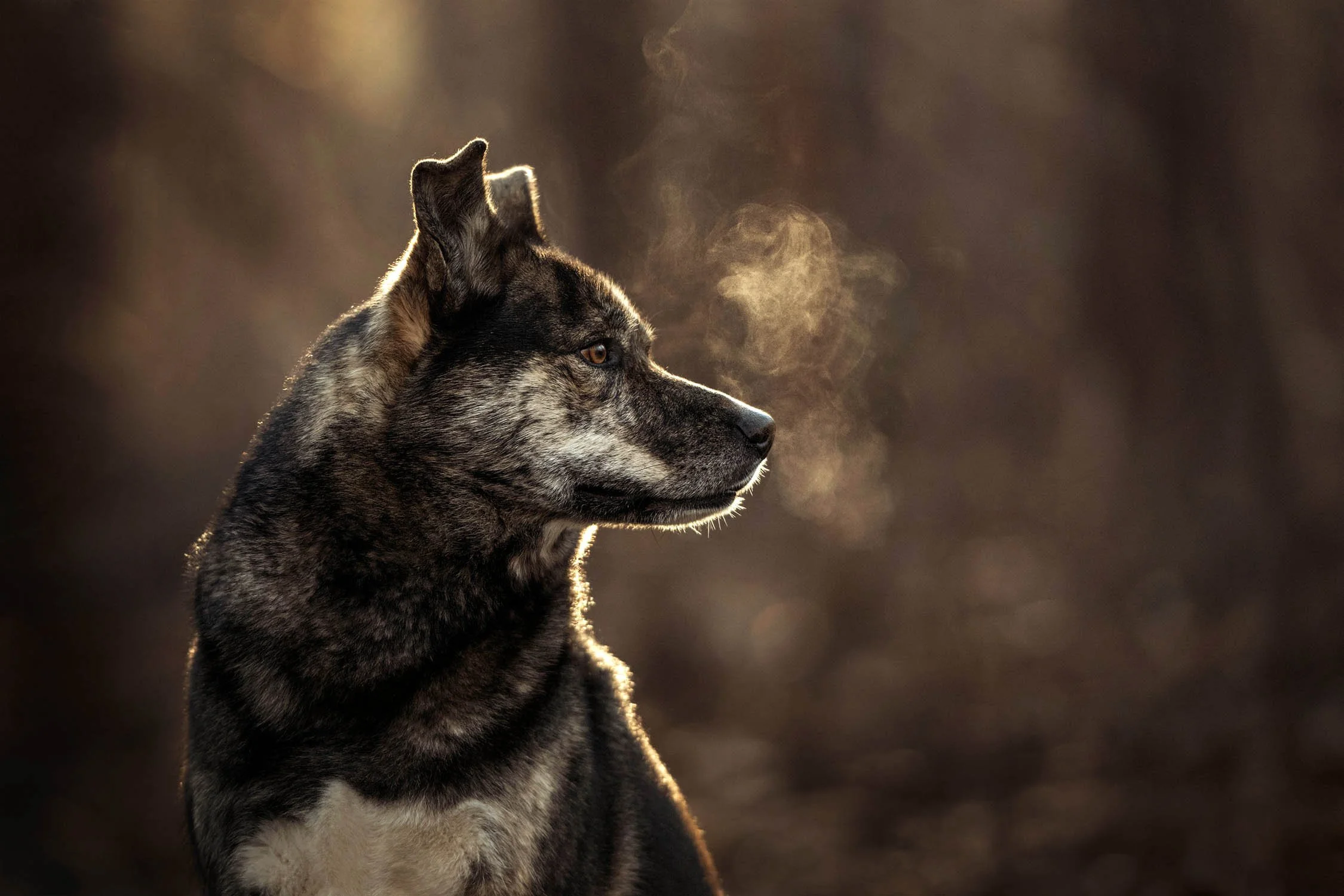 LA MAGIE DU SOUFFLE - PORTRAITS DE CHIENS
