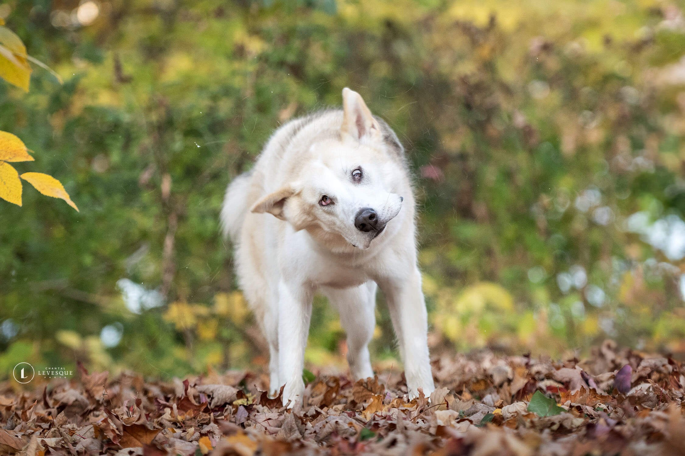 Chiots-Nordiques-Enzo-9364-web.jpg