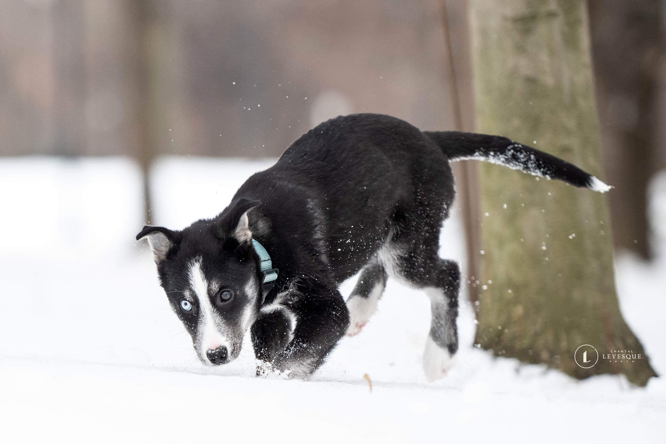 Chiots-Nordiques-Jackie-7200-web.jpg