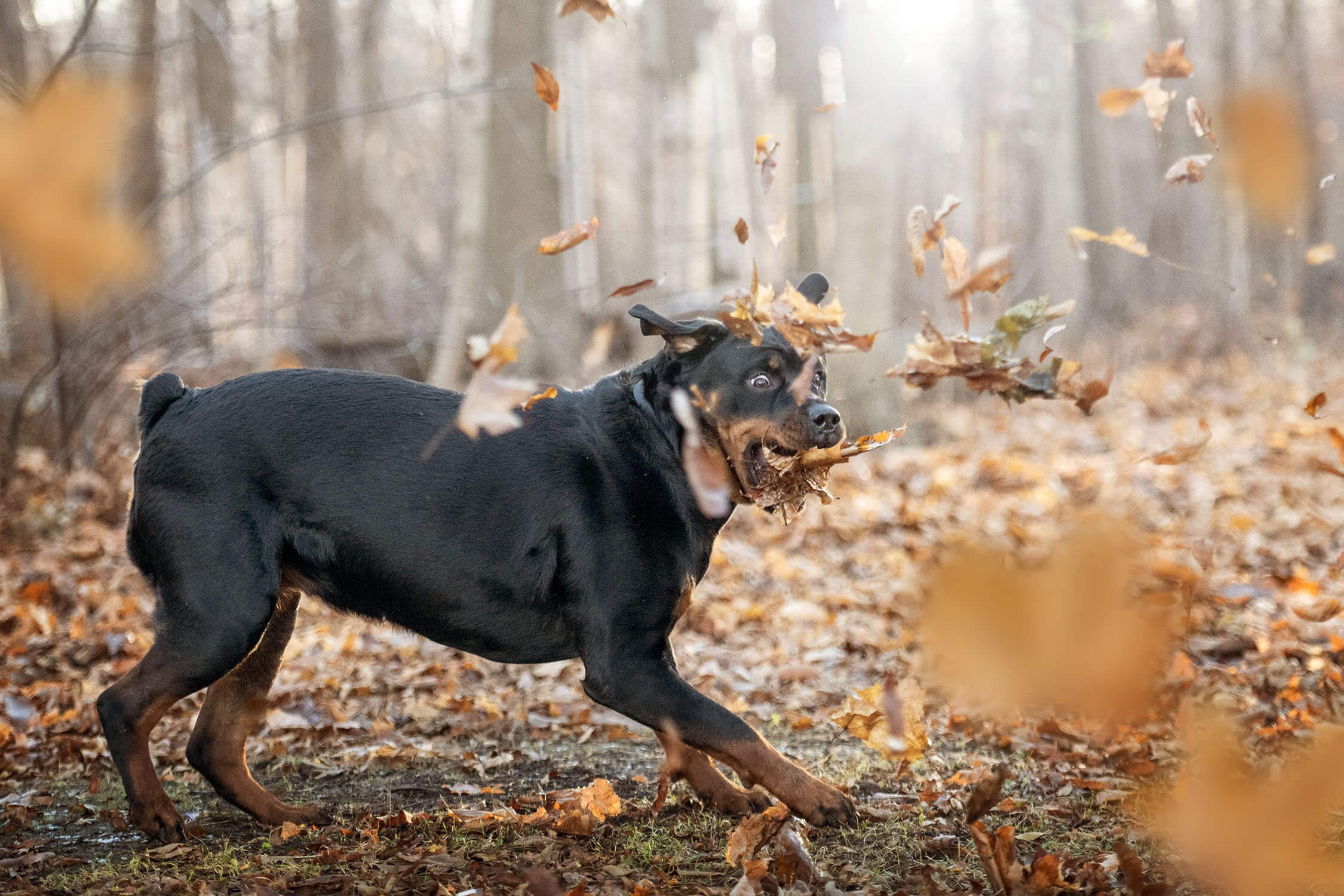 Onyx-bloopers-5187-web.jpg