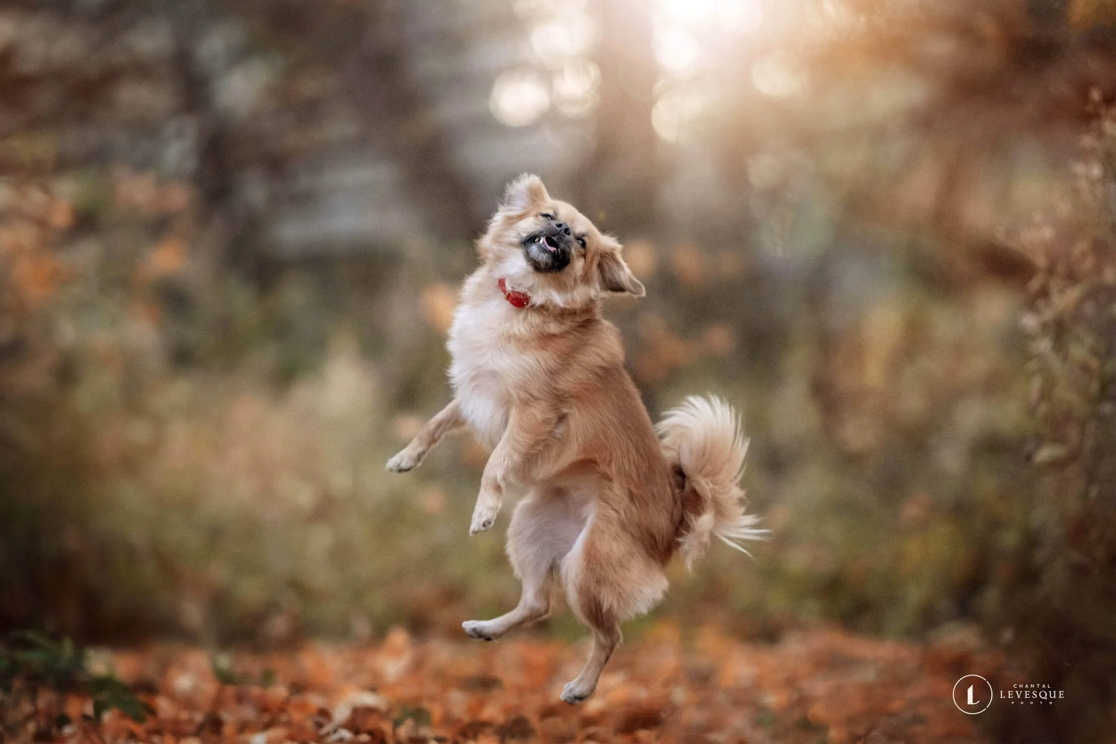 FAILS DE CHIENS EN SÉANCE PHOTO