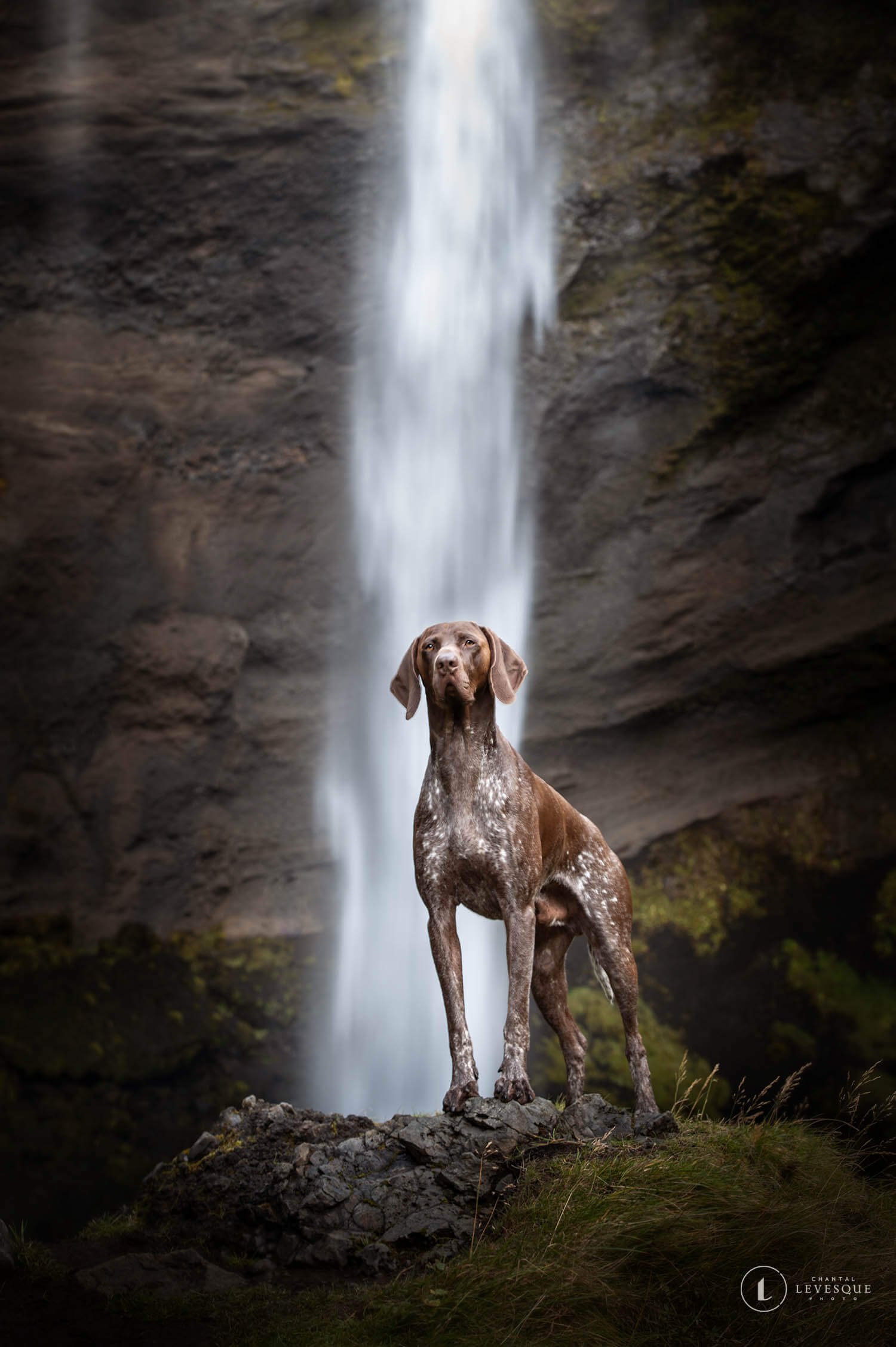 Skógafoss-German shorthaired pointer-5781-web.jpg