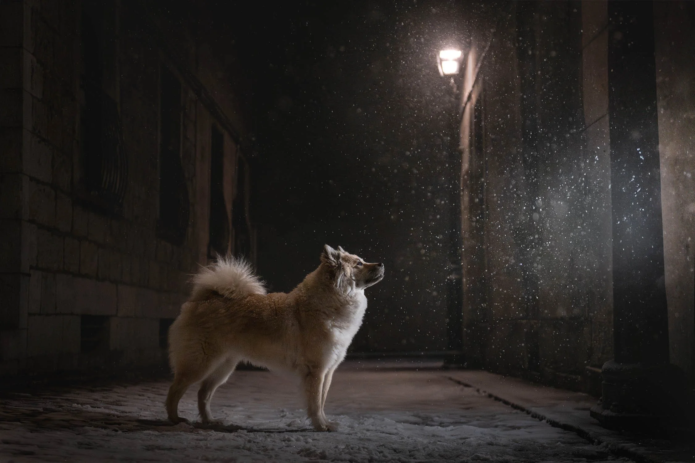 PHOTOGRAPHE ANIMALIÈRE DE MONTRÉAL RECHERCHE MUSES