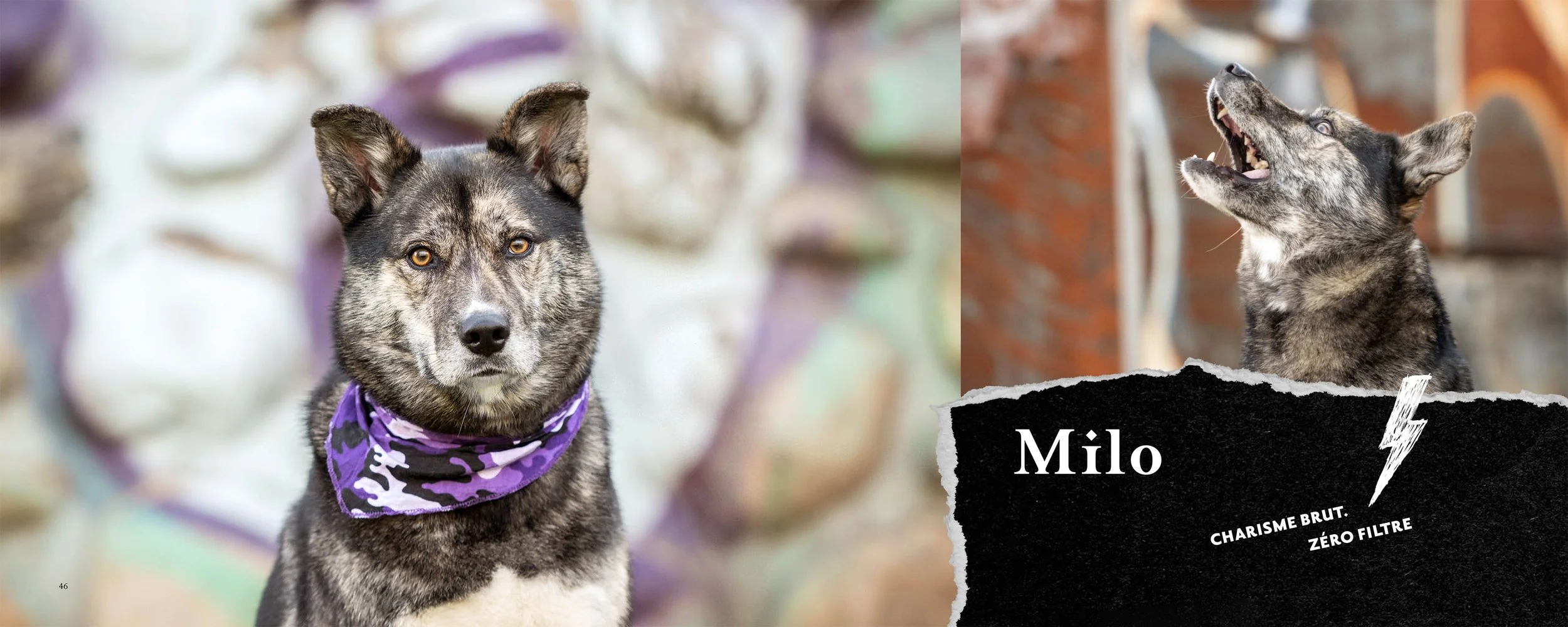 Bark and roll-milo.jpg