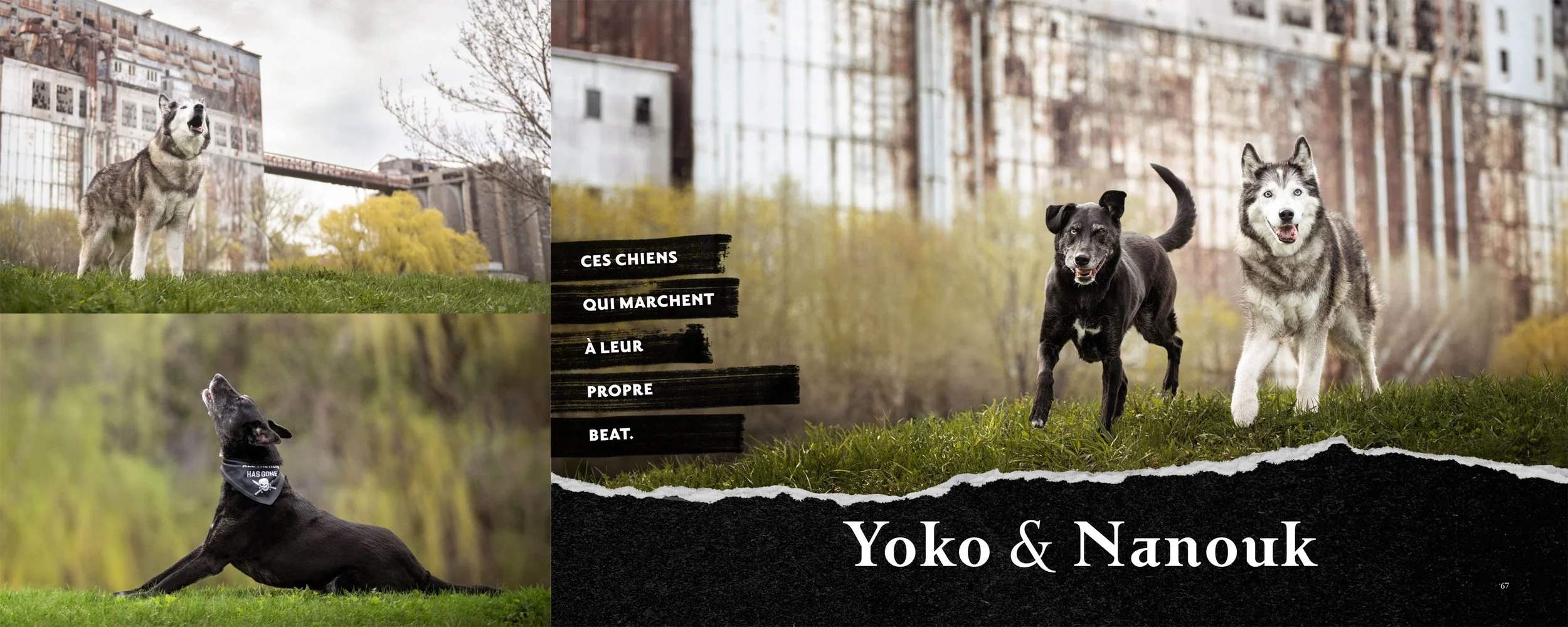 Bark and roll-yoko-nanouk.jpg