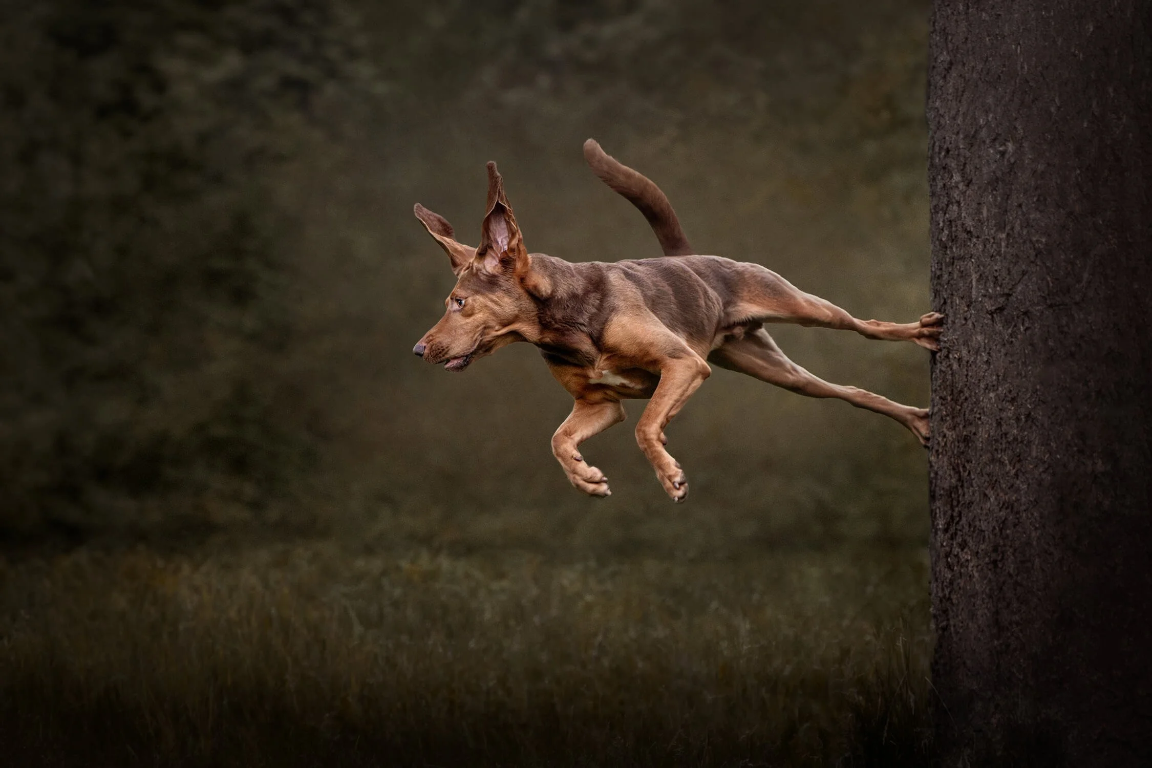 POURQUOI CHOISIR UNE PHOTOGRAPHE PRIMÉE FAIT UNE DIFFÉRENCE