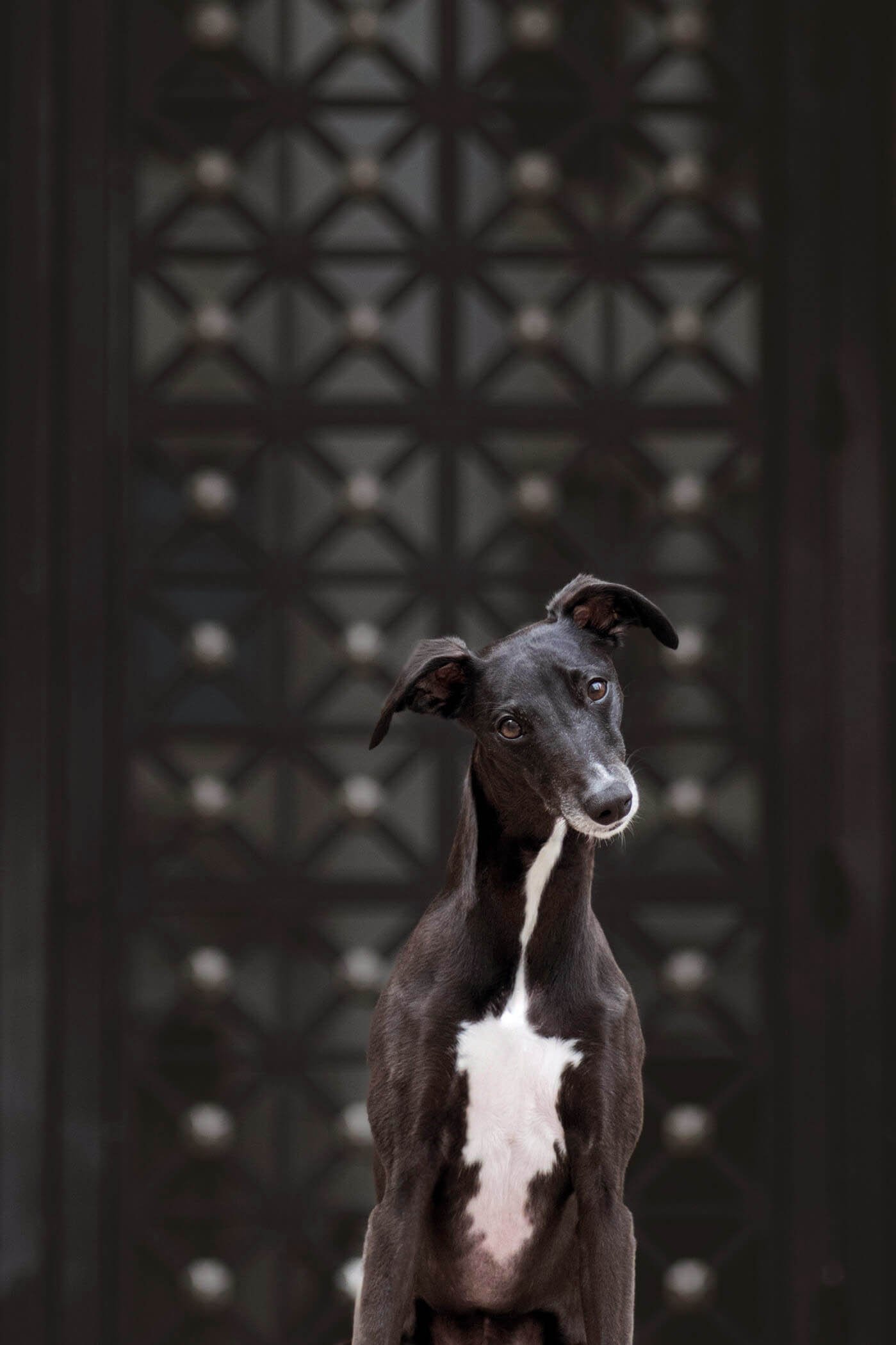 Haricot-8812-black whippet.jpg