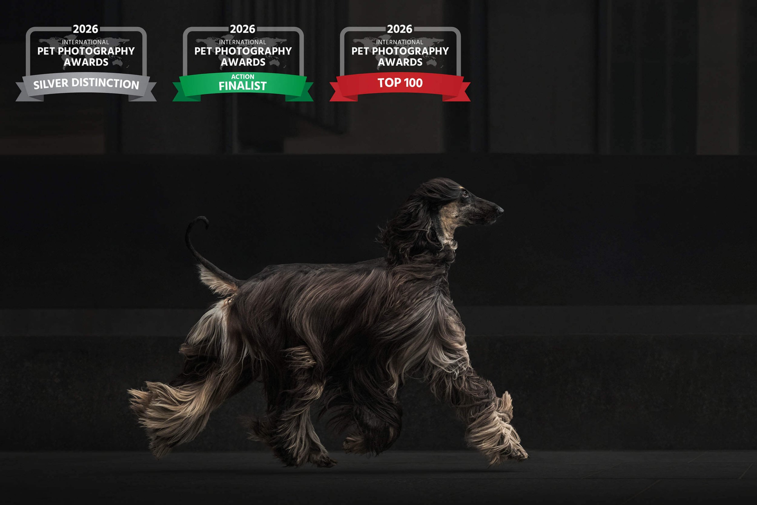 INTERNATIONAL PET PHOTOGRAPHY AWARDS - MES RÉSULTATS