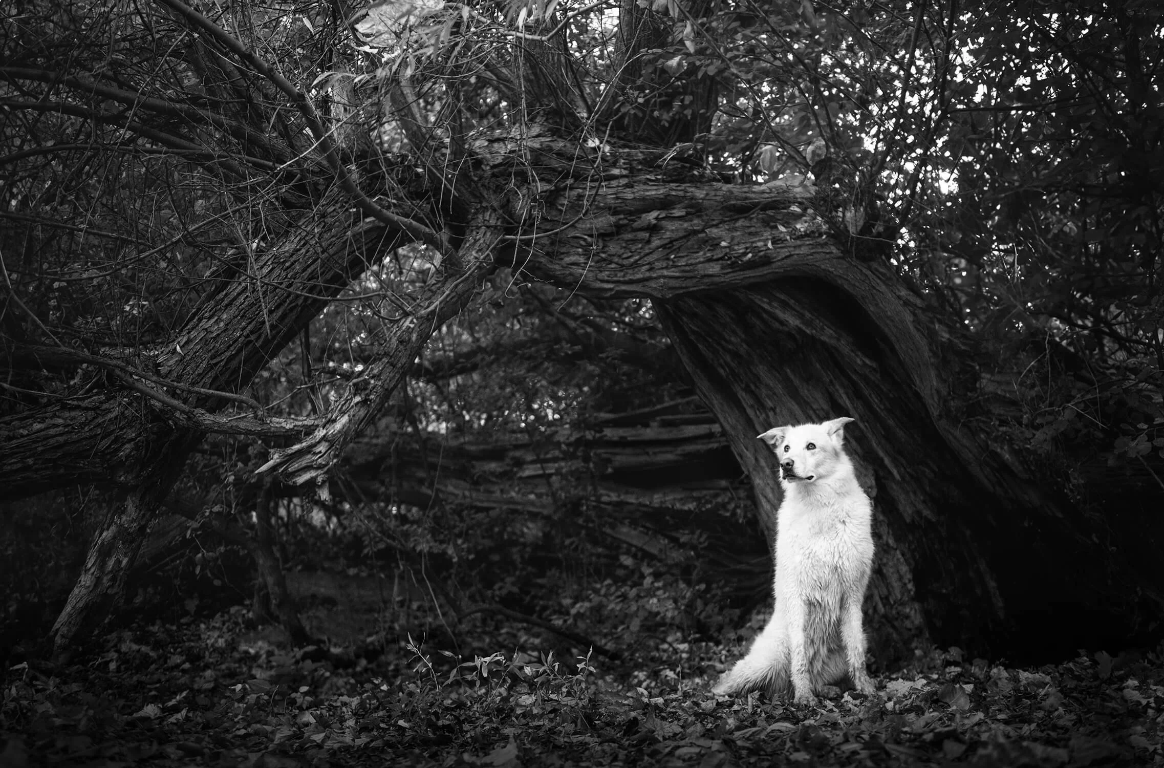 Luna-8332 copy 2.jpg