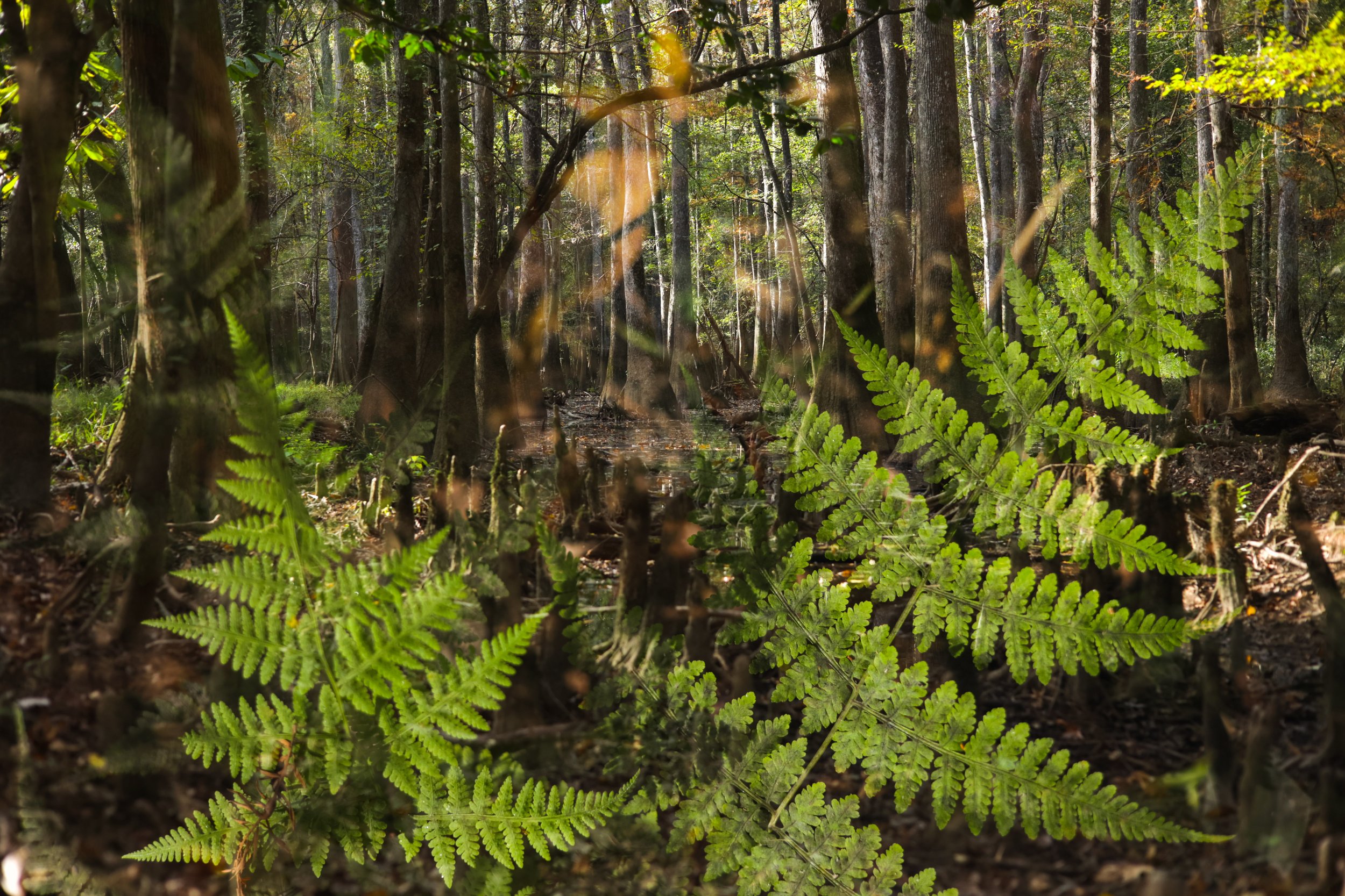   *Bottomland Equinox*   Congaree National Park on the cusp of Autumn. I ventured into the ancient flood plain a bit too early to find the fall color. 