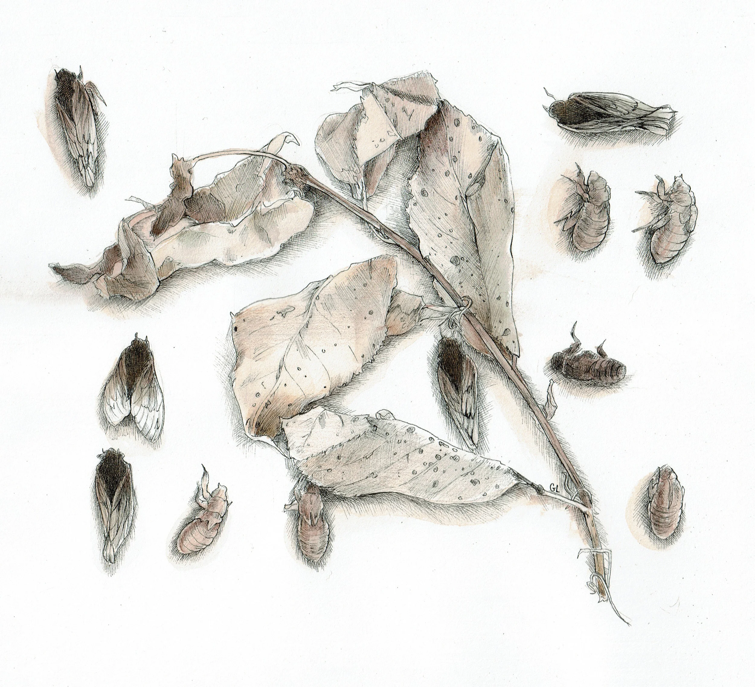 Copy of Cicada Display No. 1